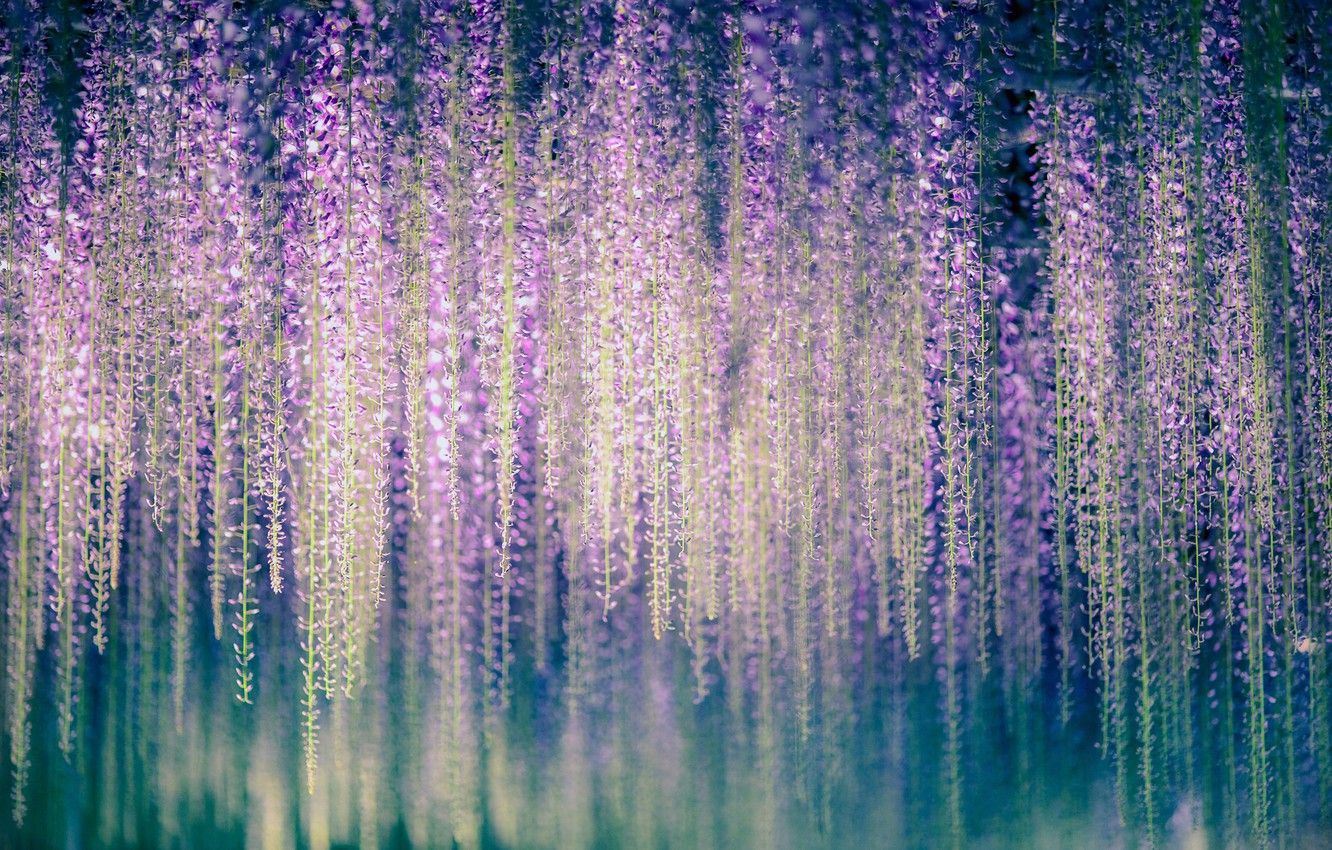 Wisteria Flowers Wallpapers Wallpaper Cave