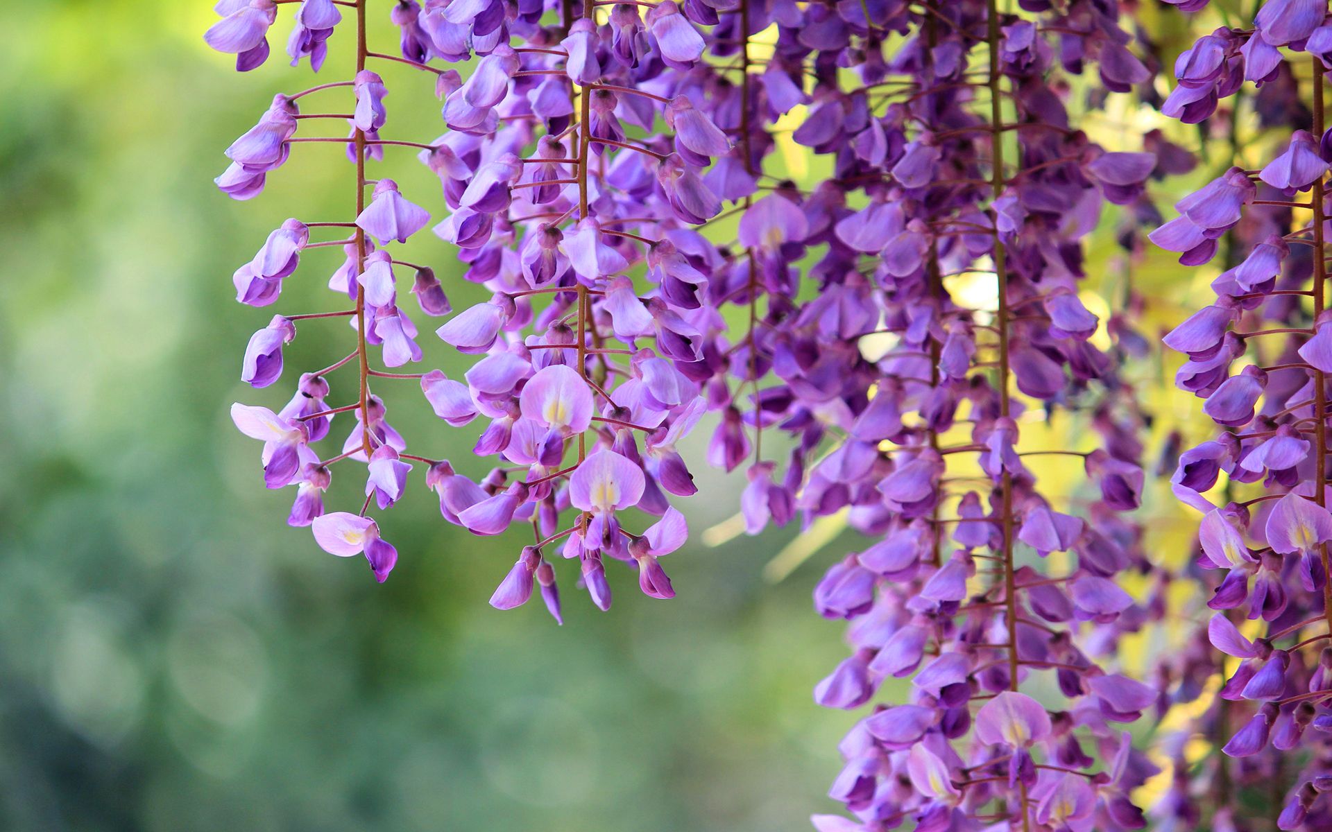 Wisteria Flowers Wallpapers Wallpaper Cave
