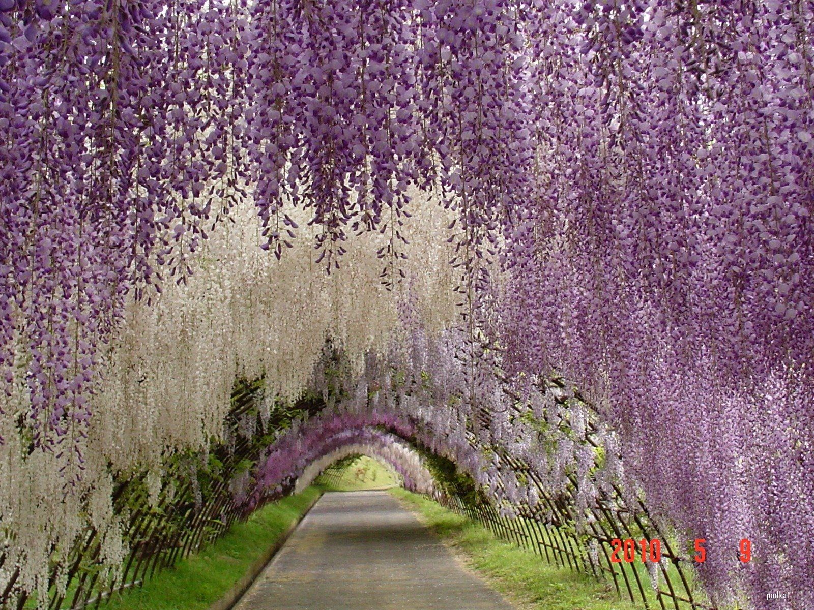 Wisteria Flowers Wallpapers Wallpaper Cave