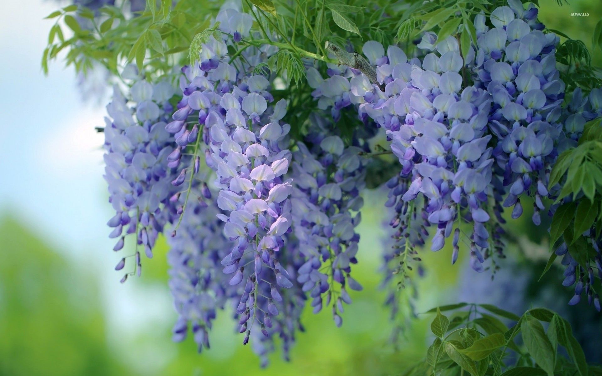 Wisteria Flowers Wallpapers Wallpaper Cave