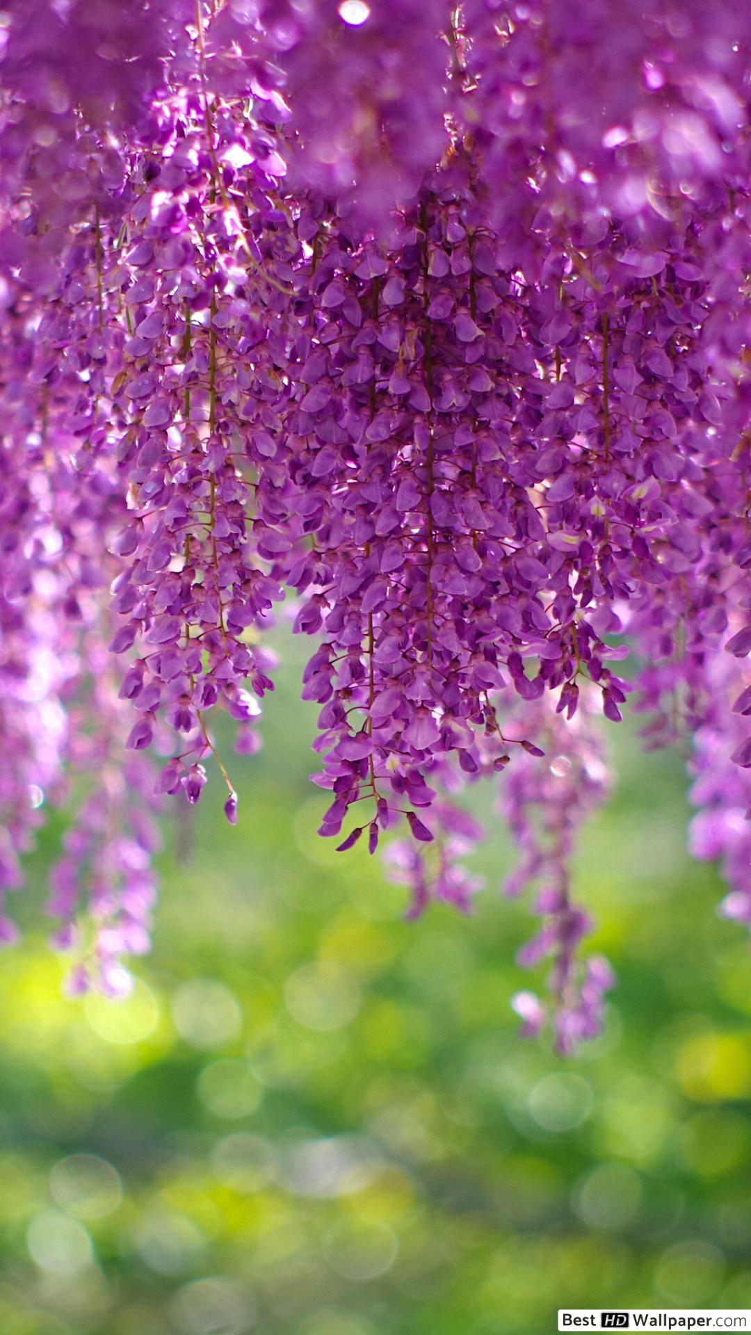 Wisteria Flowers Wallpapers Wallpaper Cave