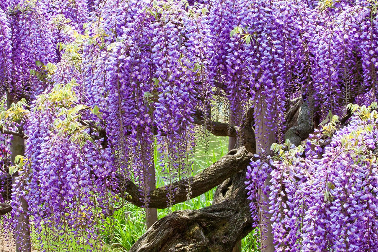Wisteria Flowers Wallpapers Wallpaper Cave