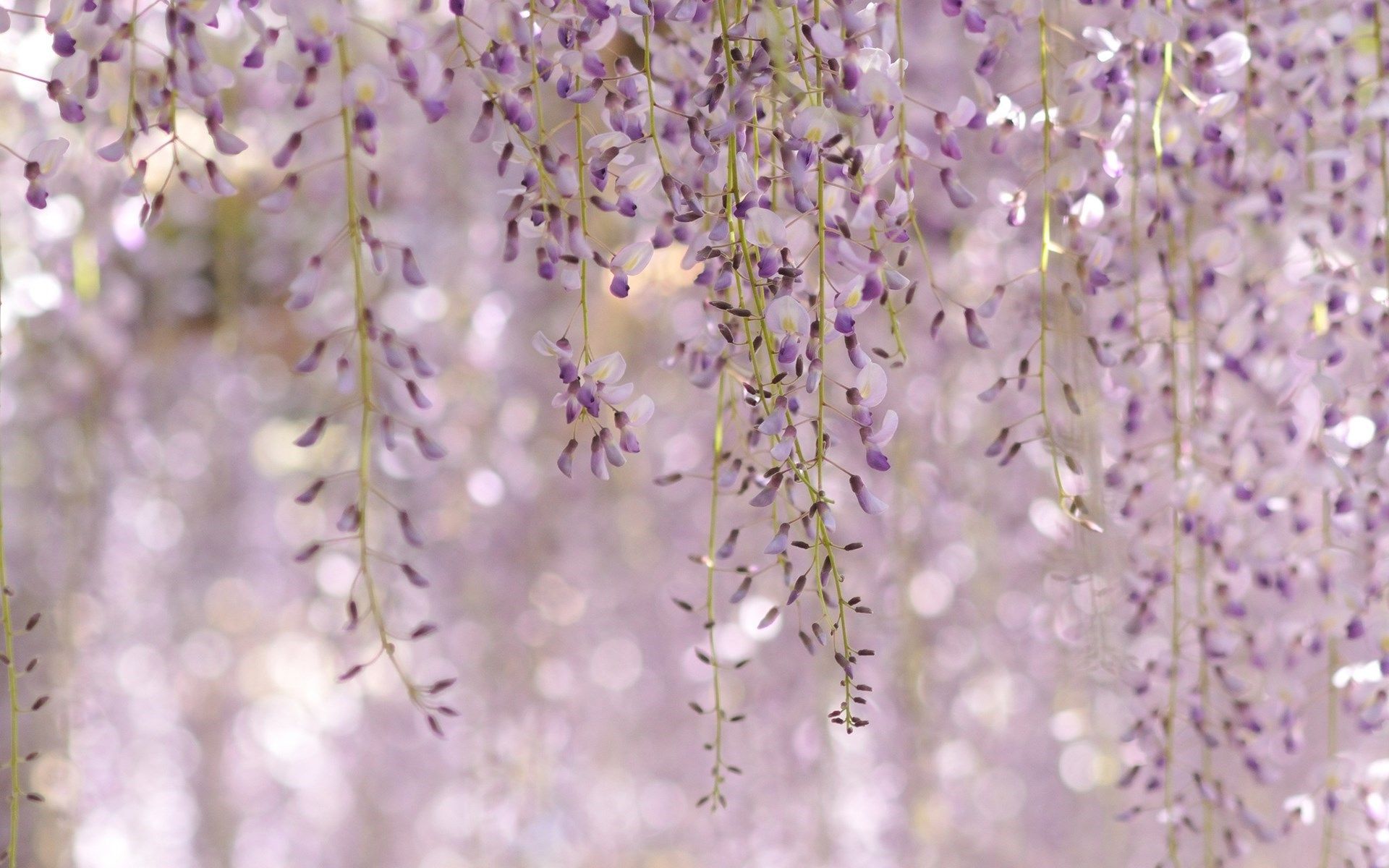 Wisteria Flowers Wallpapers Wallpaper Cave