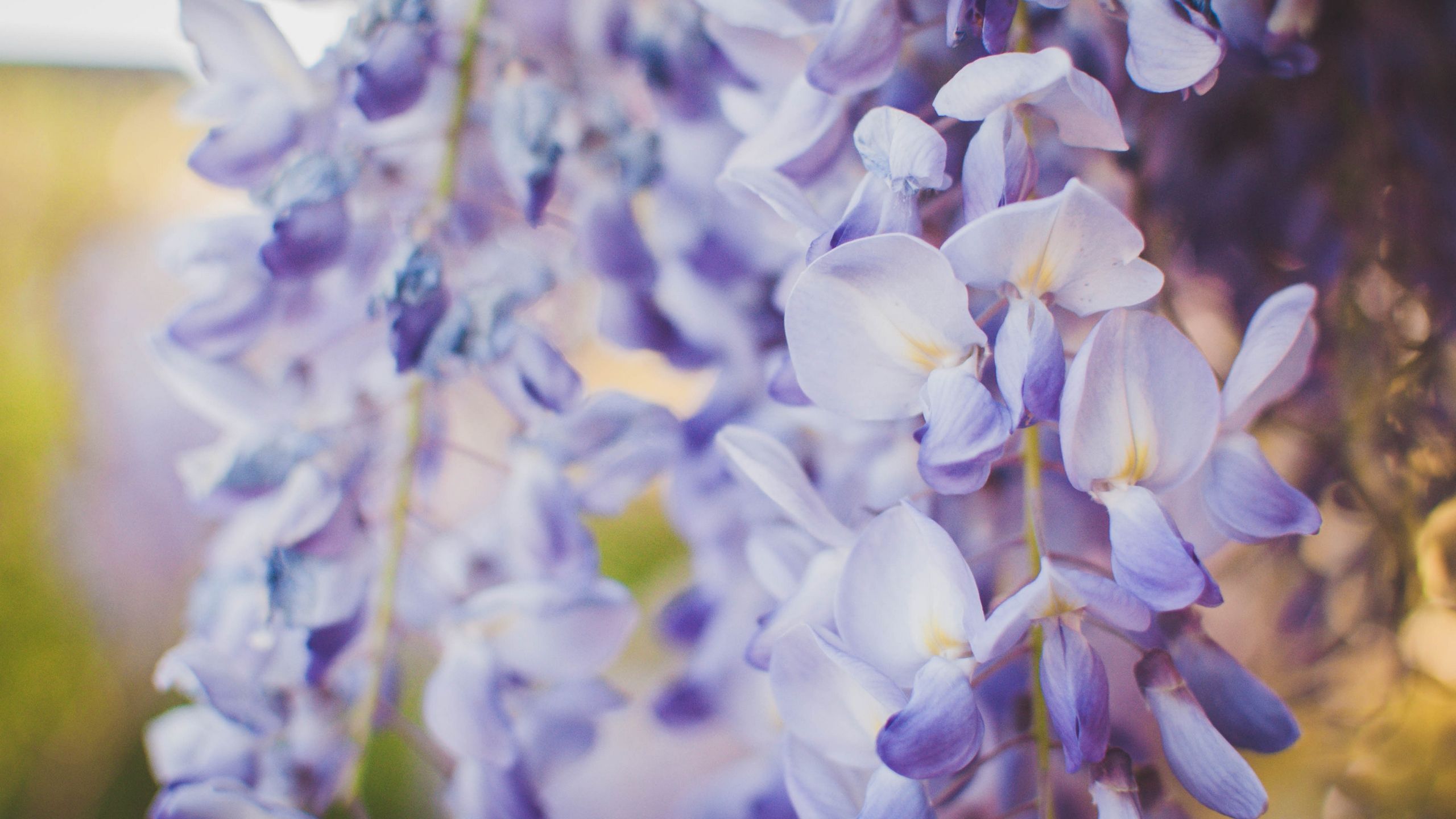 Wisteria Flowers Wallpapers Wallpaper Cave