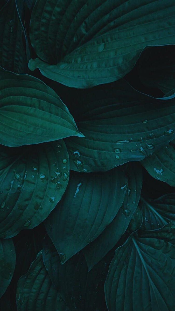 Plant Tumblr Wallpapers Wallpaper Cave