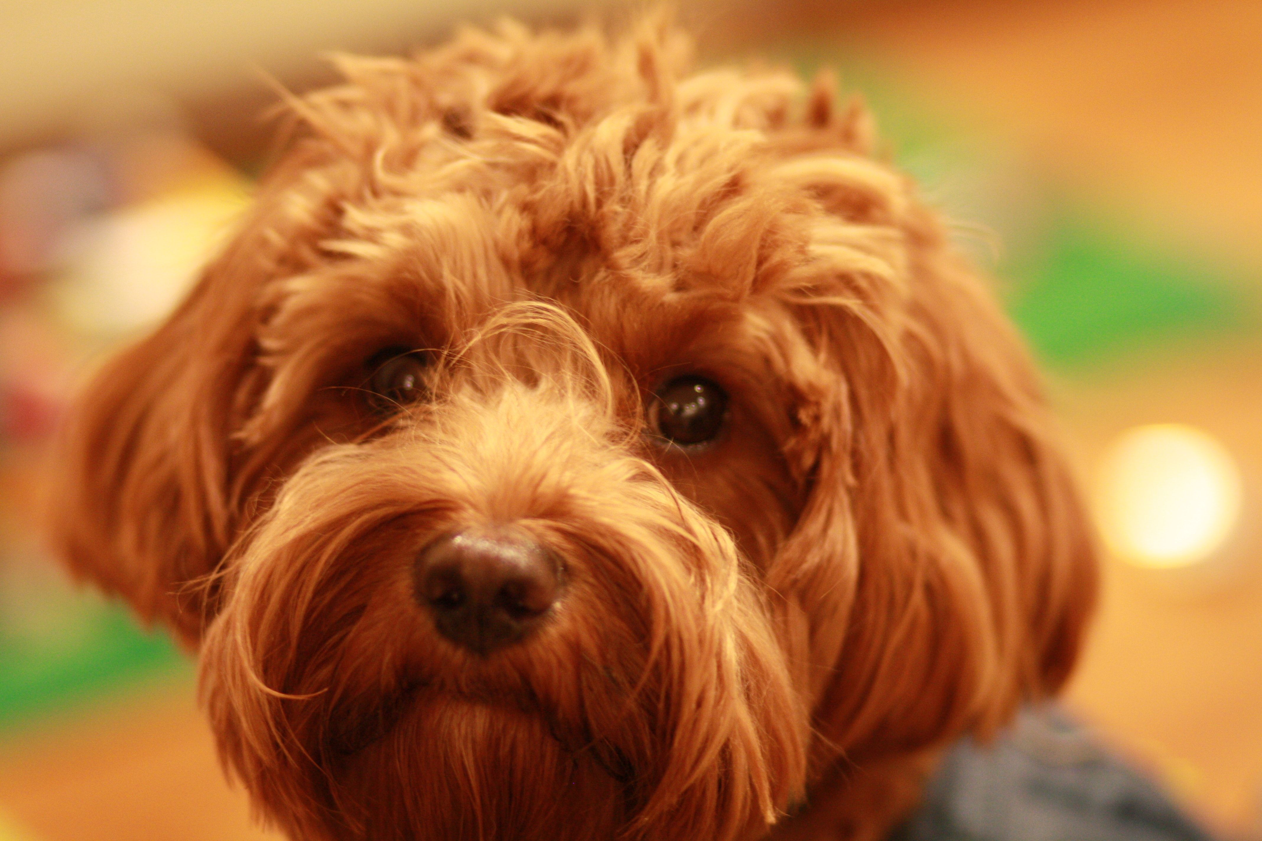 Cavapoo Puppies Wallpapers Wallpaper Cave