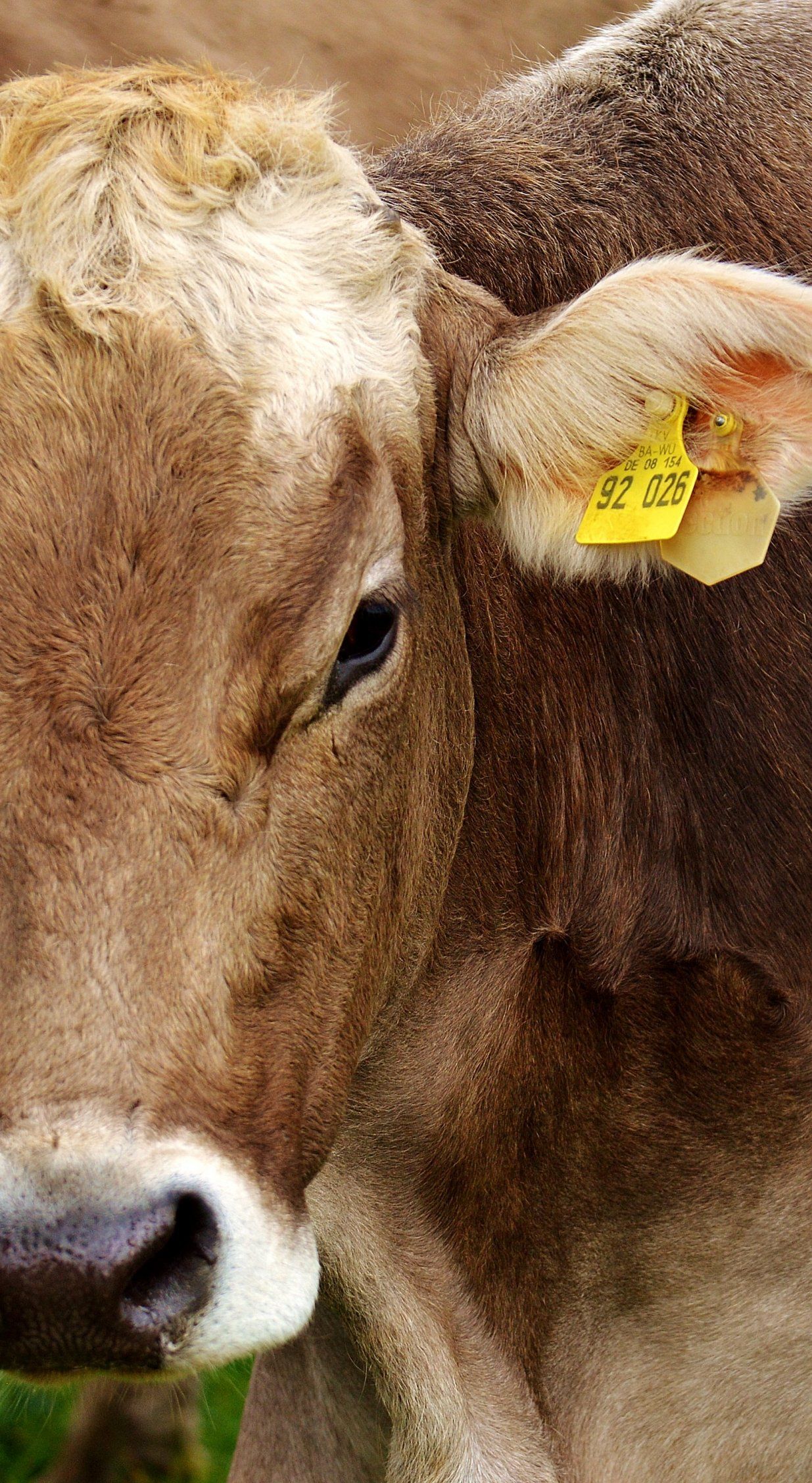 Spring Cows Wallpapers Wallpaper Cave