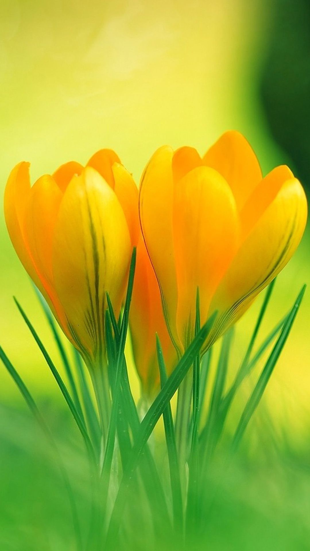 Flower Mobile Full HD Wallpapers Wallpaper Cave