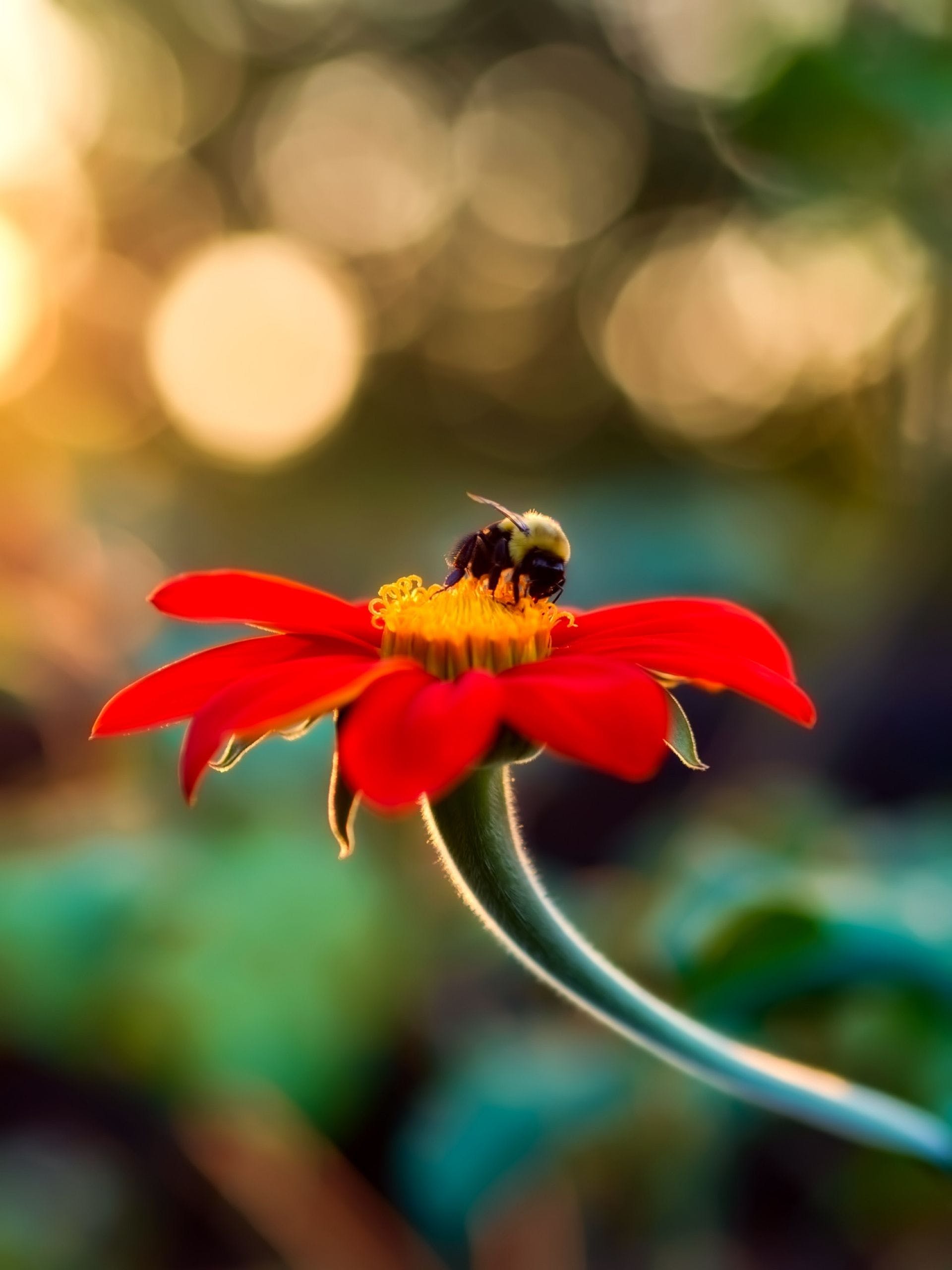 Flower Mobile Wallpapers Wallpaper Cave