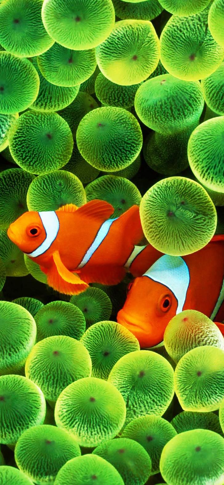 iPhone Clownfish 4k Wallpapers Wallpaper Cave