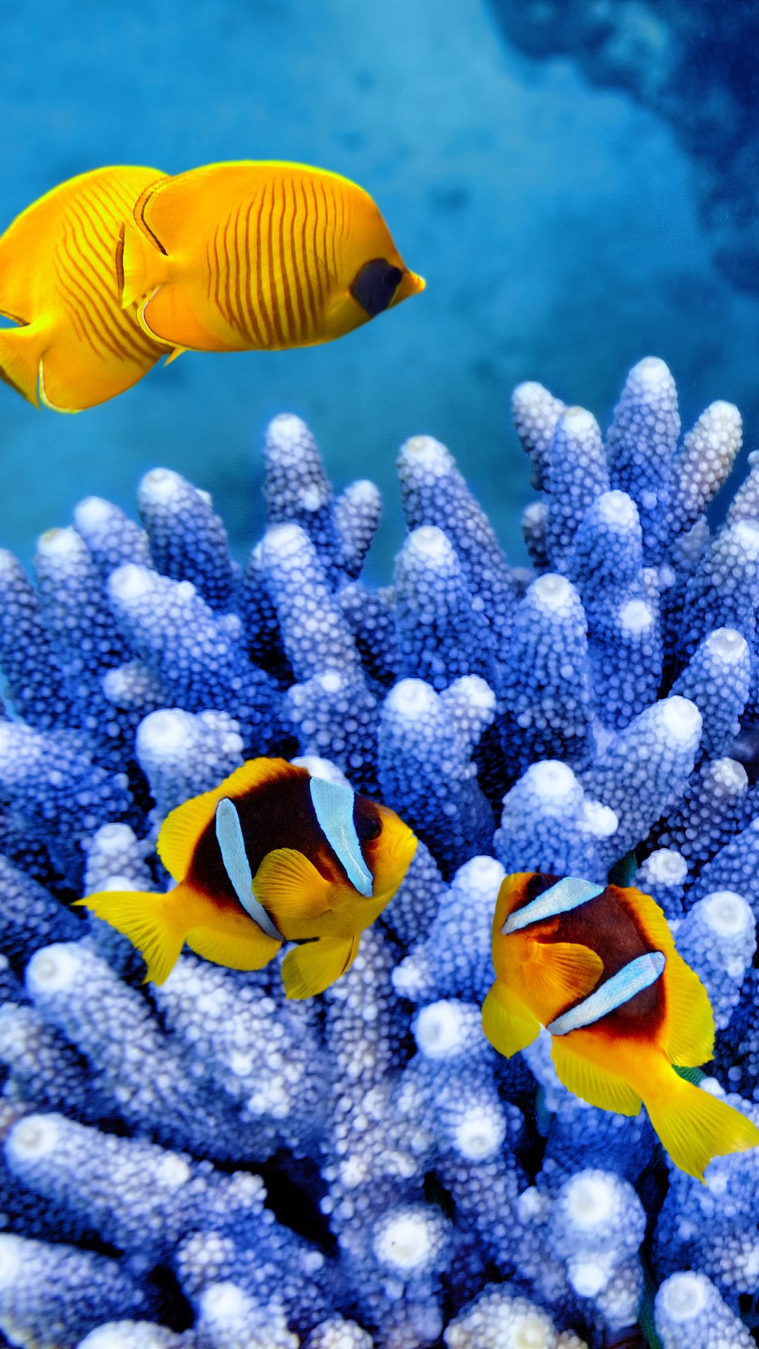 iPhone Clownfish 4k Wallpapers Wallpaper Cave