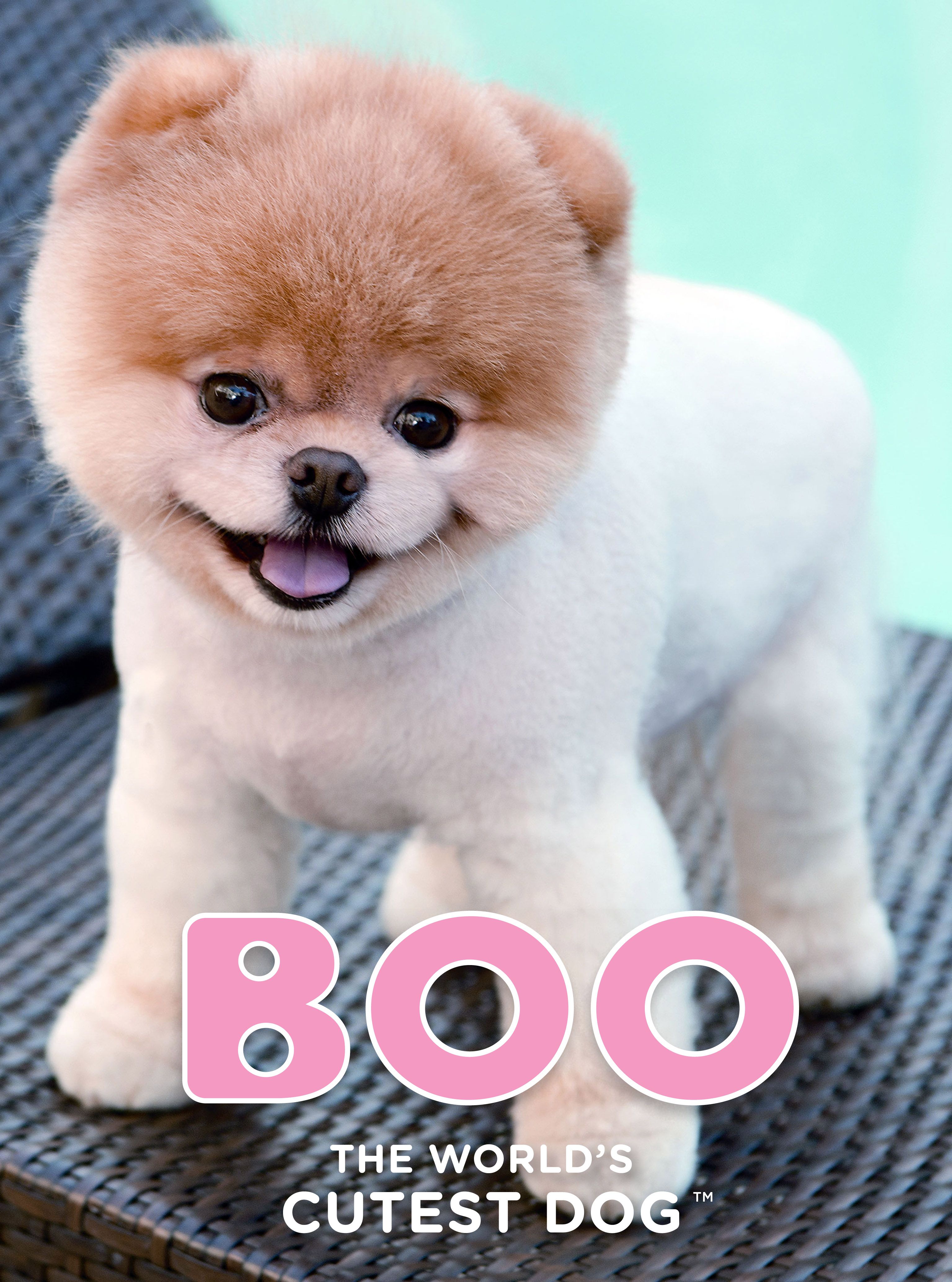 Boo The World's Cutest Dog Wallpapers Wallpaper Cave