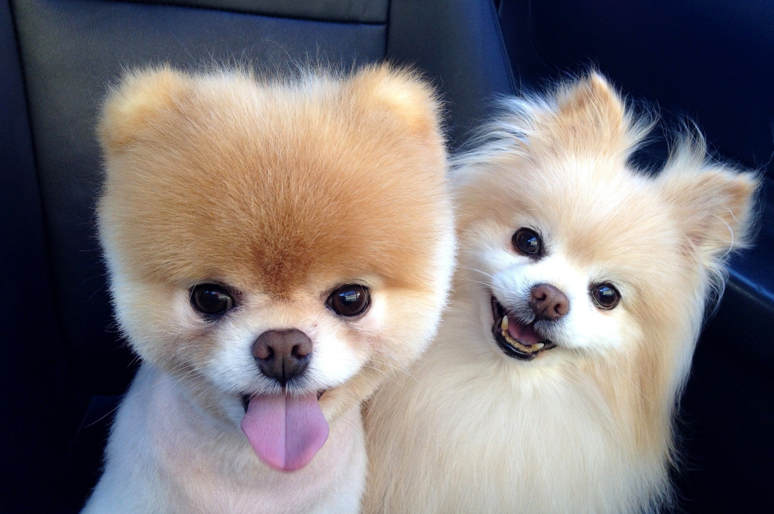 Boo The World's Cutest Dog Wallpapers Wallpaper Cave