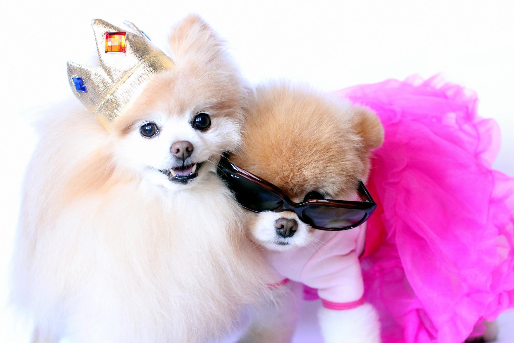 What Breed Is The Cutest Dog Boo