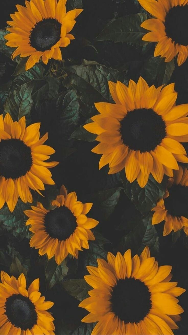 Aesthetic Sunflower HD Wallpapers Wallpaper Cave