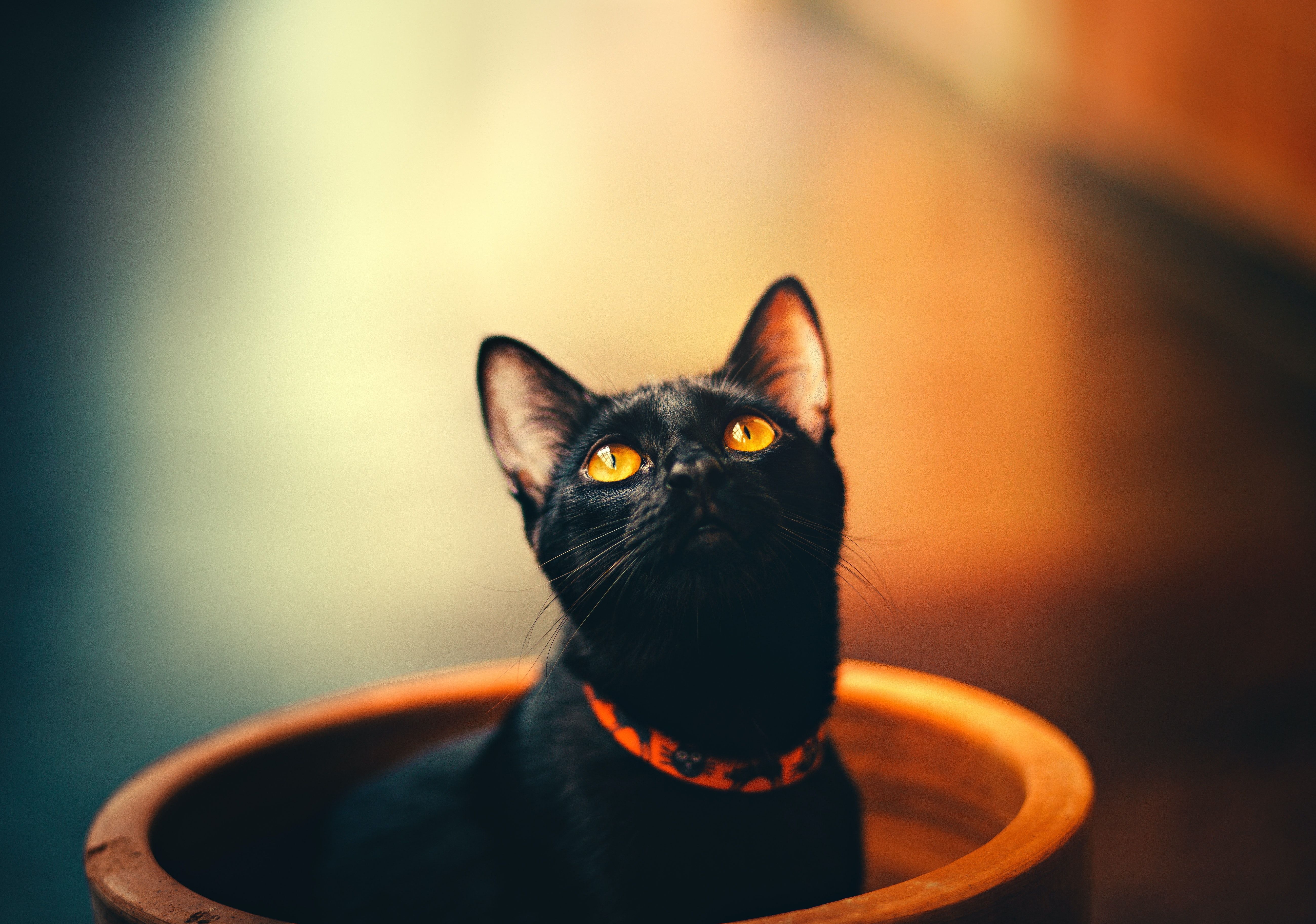Bombay Cat Wallpapers Wallpaper Cave