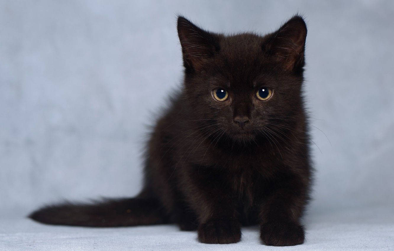 Bombay Cat Wallpapers Wallpaper Cave