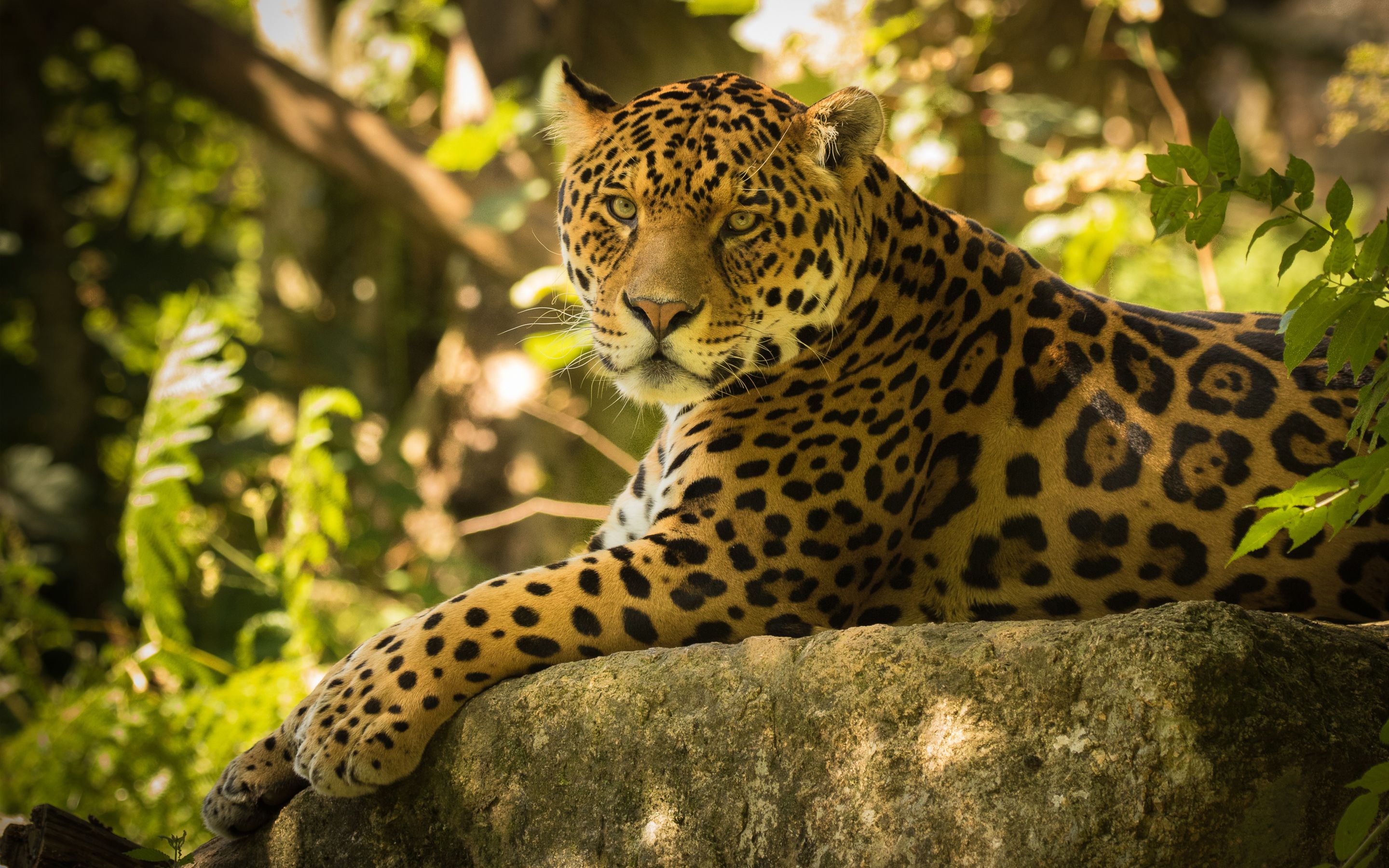 Jaguar 4k Wallpapers Wallpaper Cave
