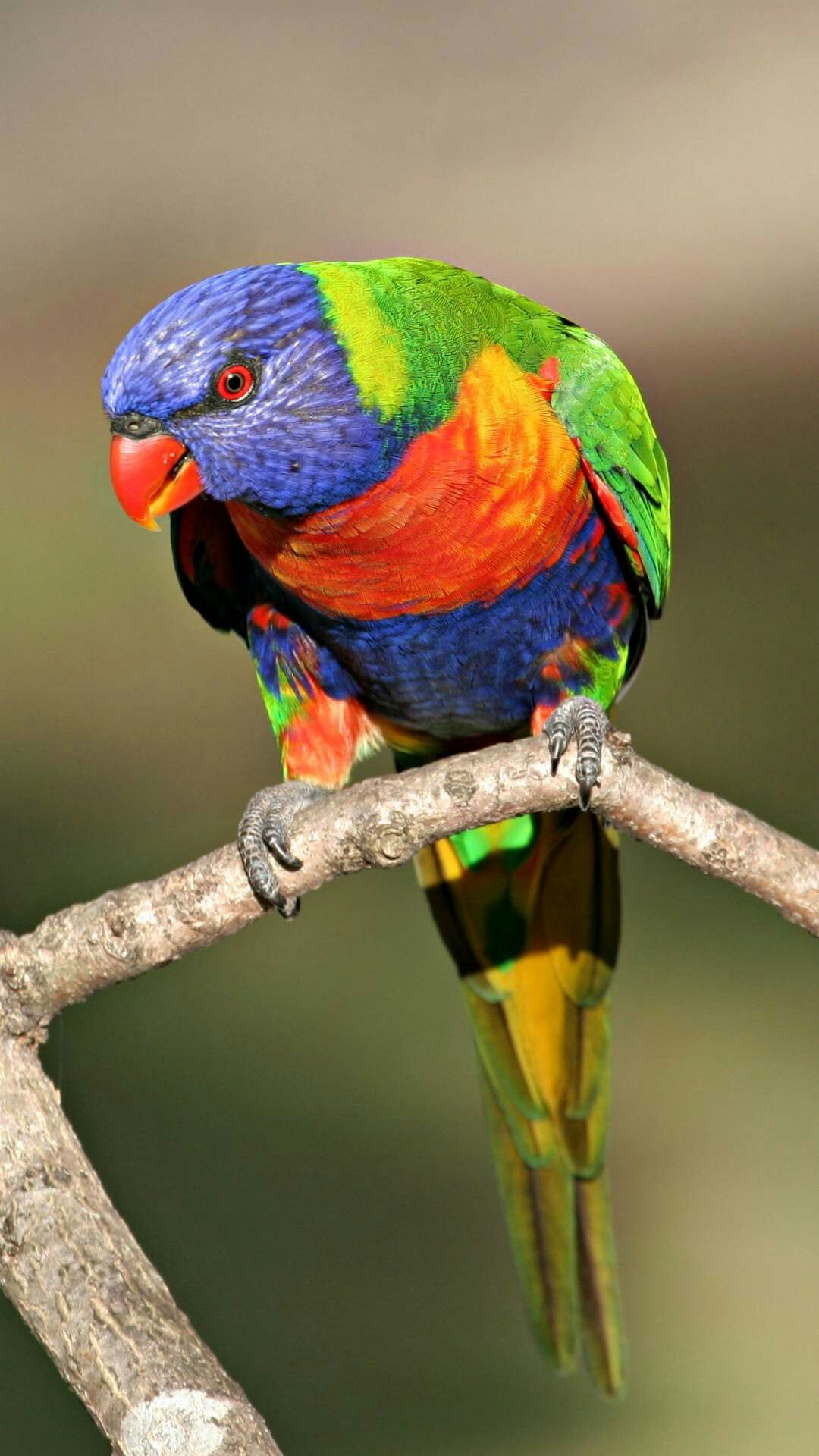 Mobile Rainbow Parrot Wallpapers Wallpaper Cave