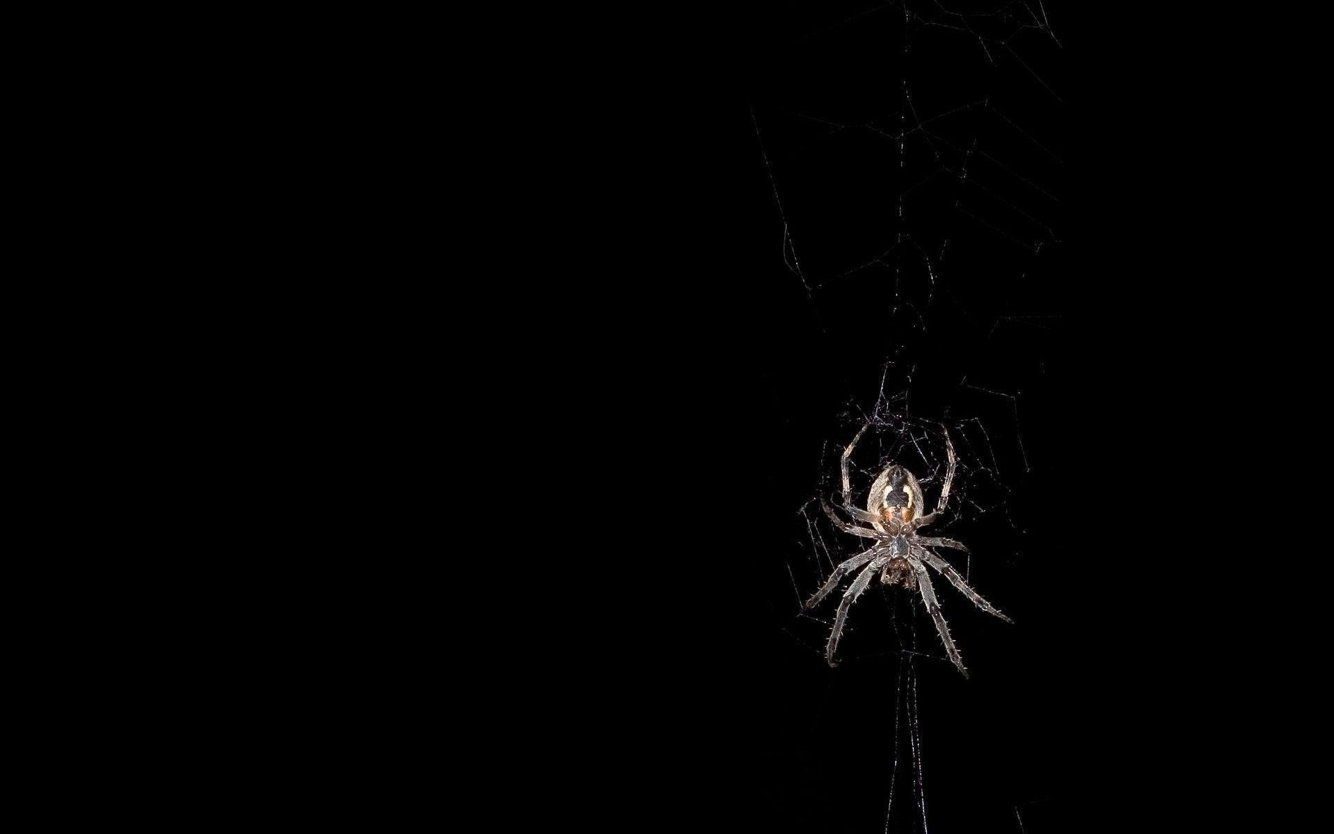 Black Spider Wallpapers Wallpaper Cave