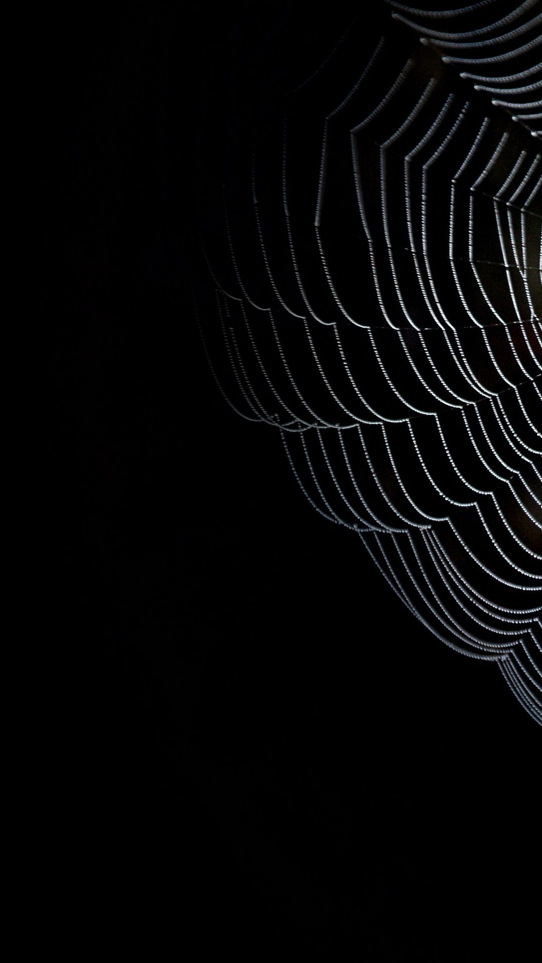 Black Spider Wallpapers Wallpaper Cave