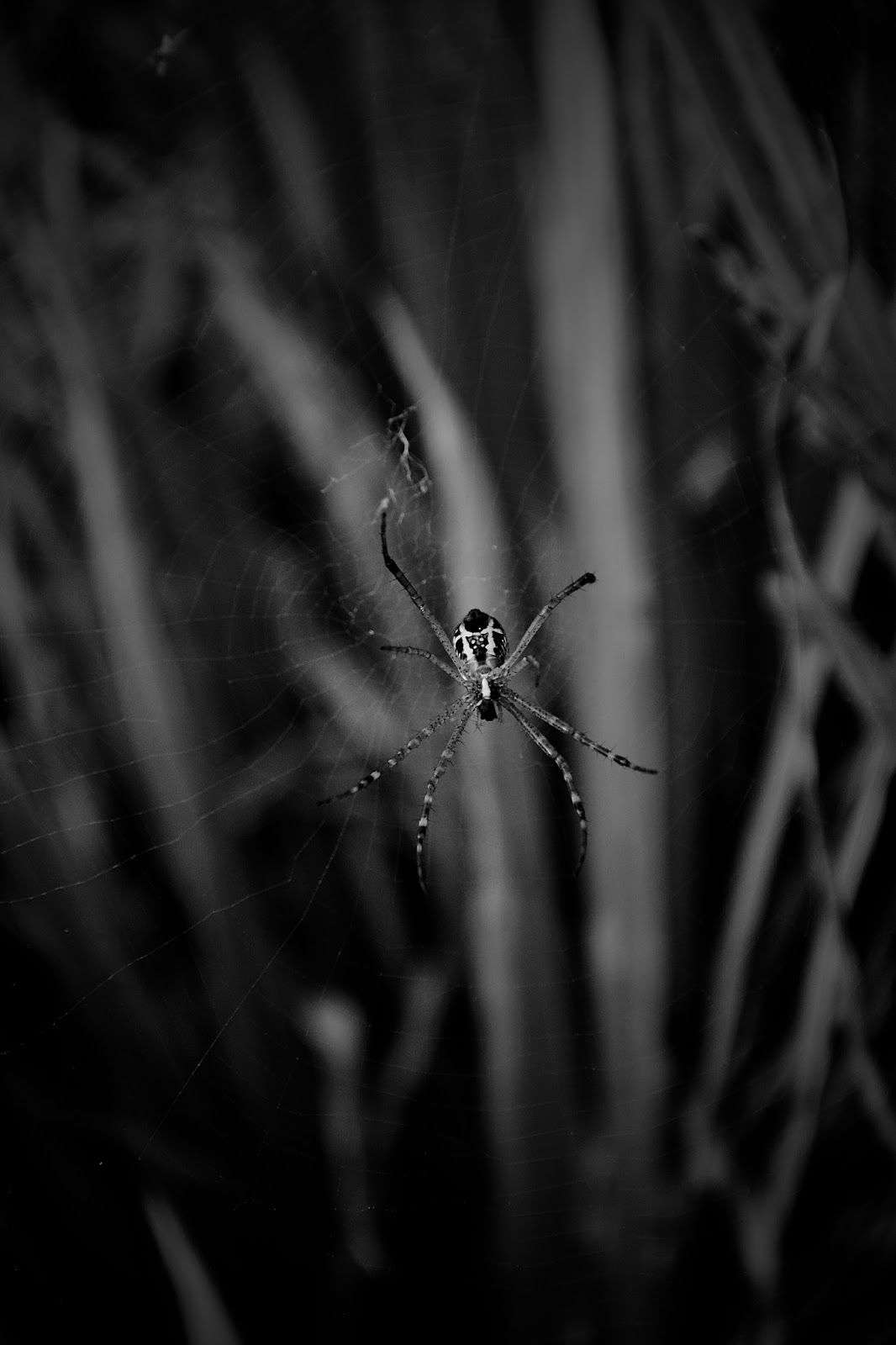 Black Spider Wallpapers Wallpaper Cave