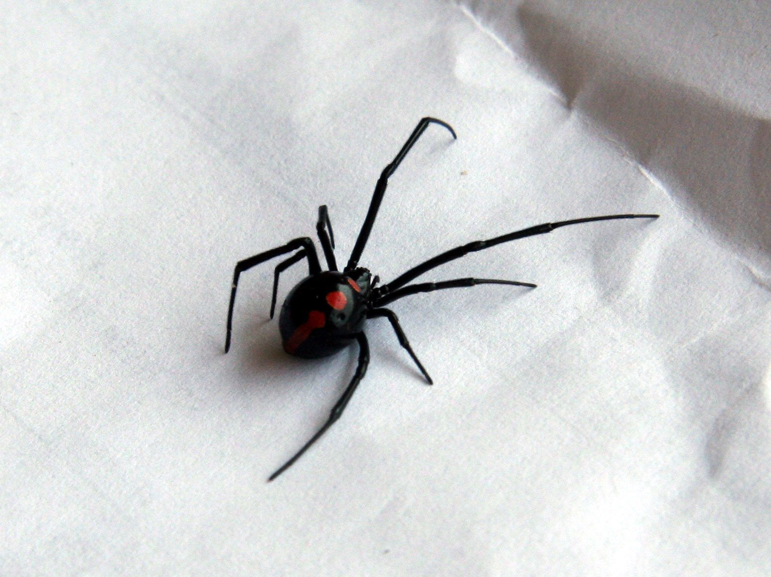 Black Spider Wallpapers Wallpaper Cave