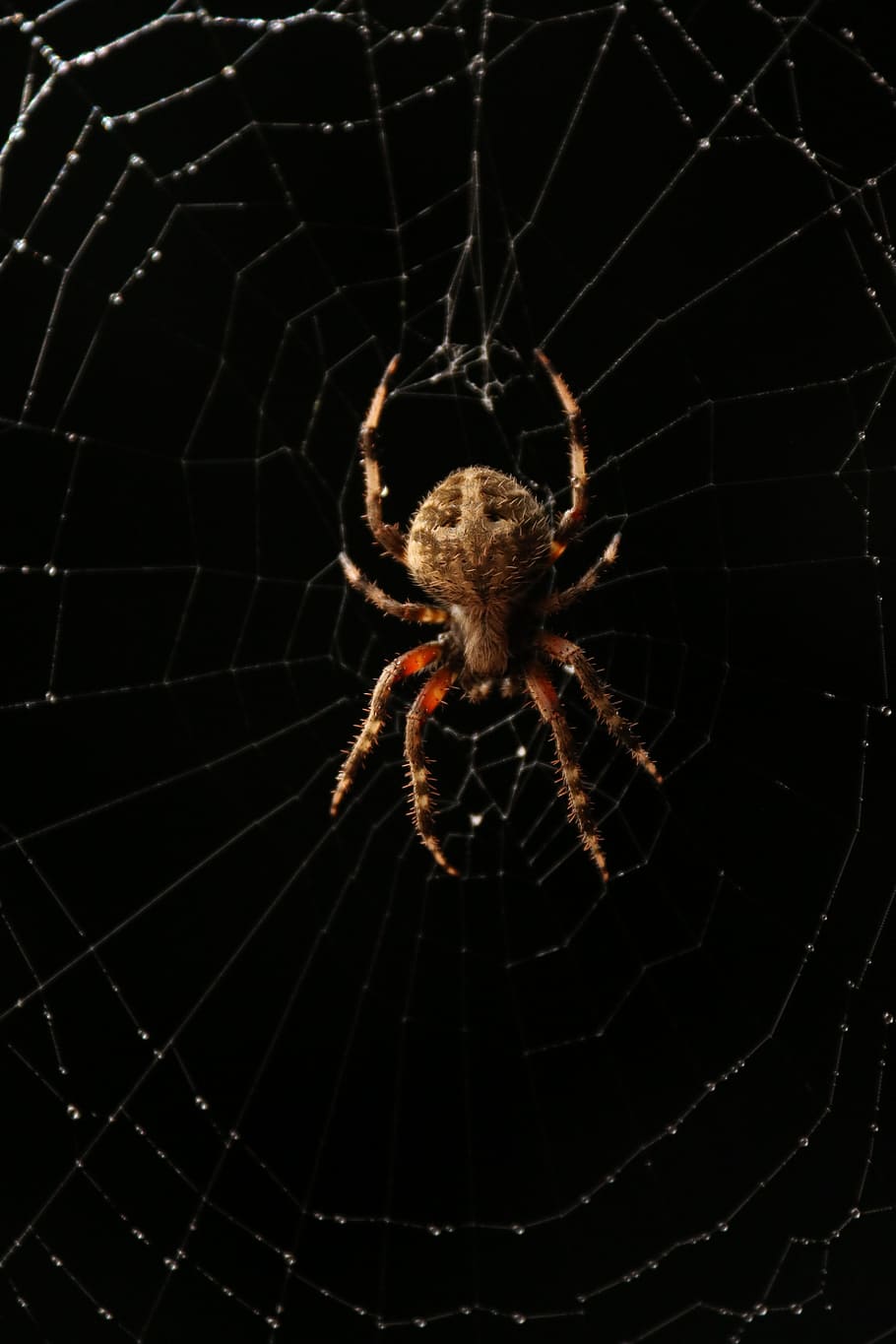 Black Spider Wallpapers Wallpaper Cave