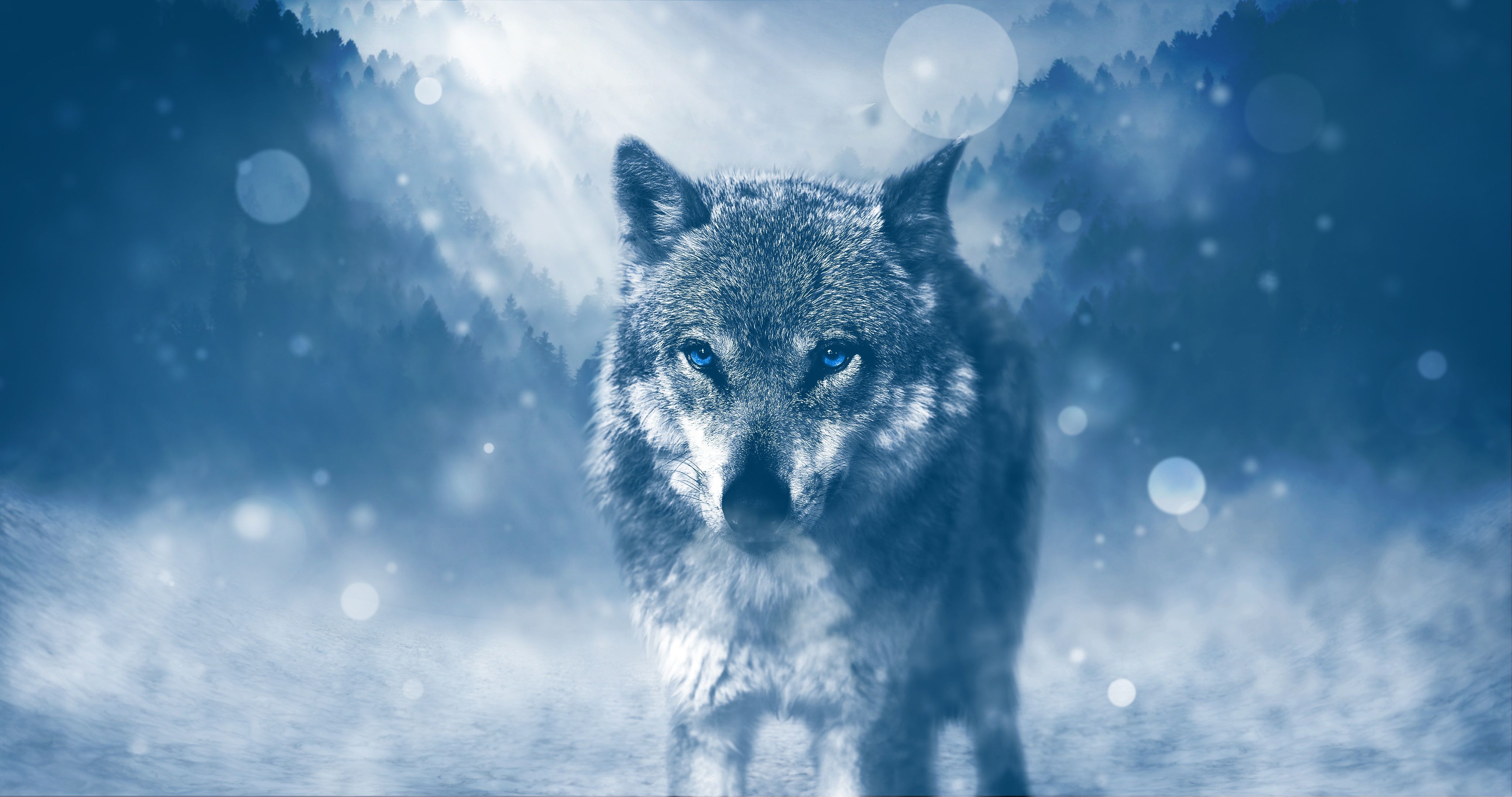 Blue Wolf Wallpapers Wallpaper Cave