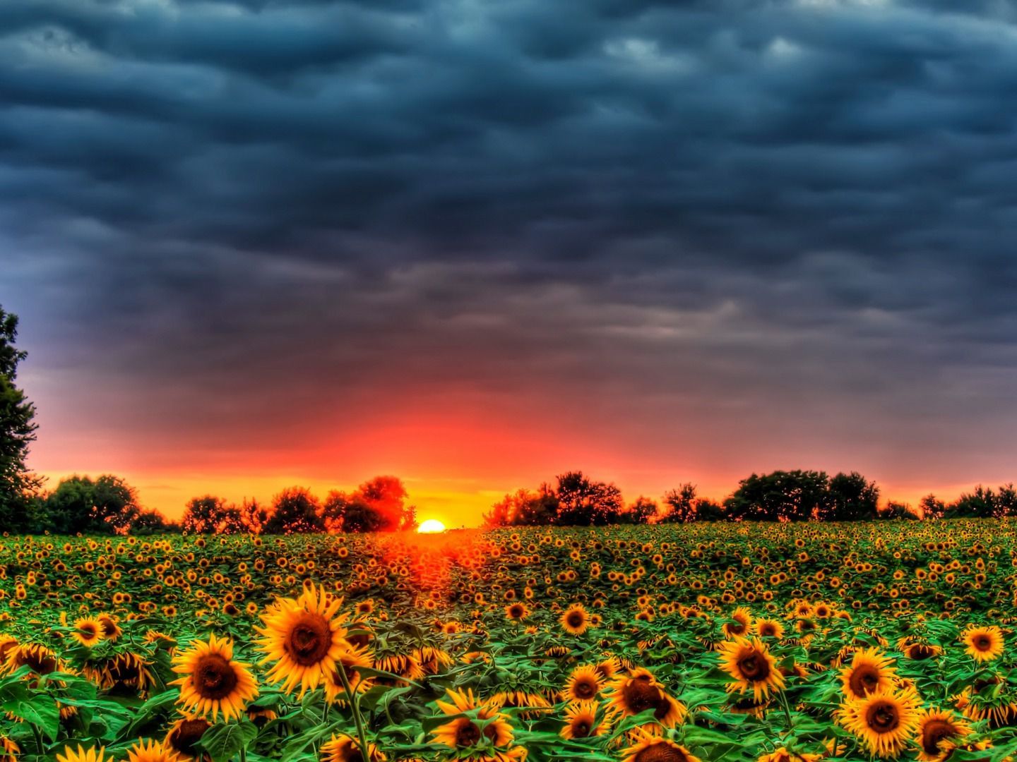 Computer Screen Red Sunflowers Wallpapers Wallpaper Cave