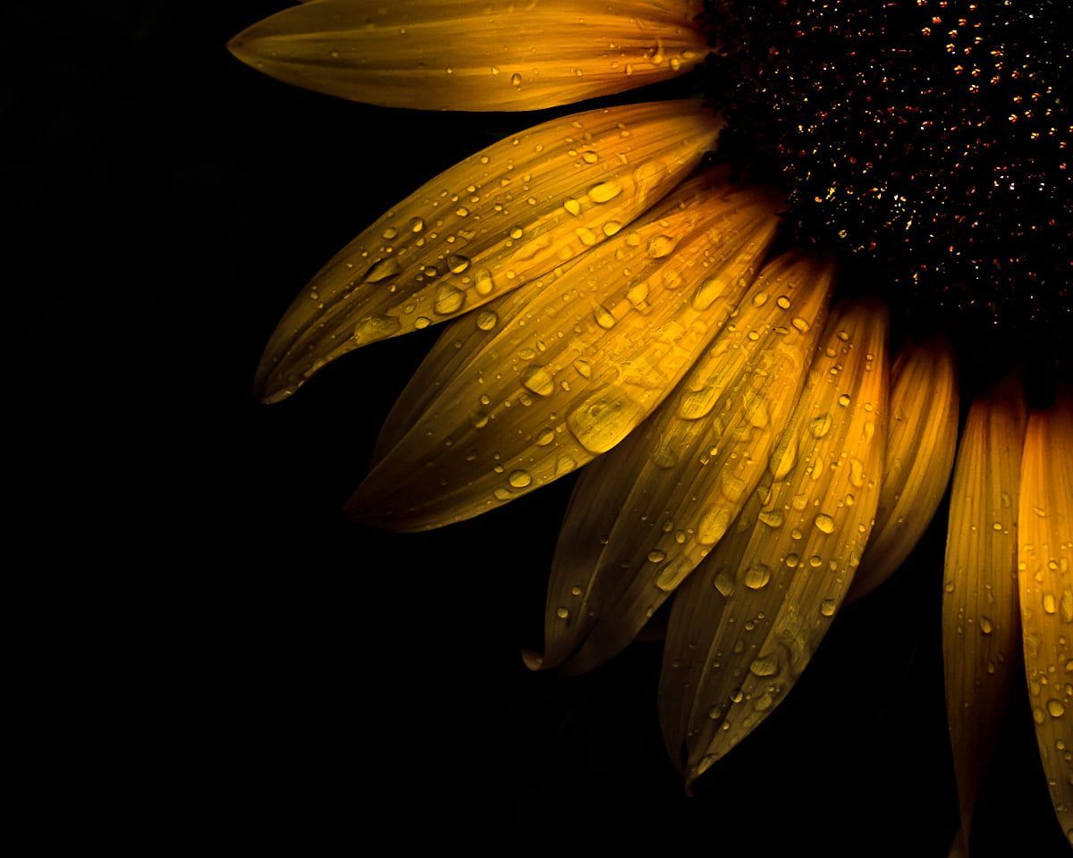 Vintage Sunflower 4k High Resolution Wallpapers Wallpaper Cave