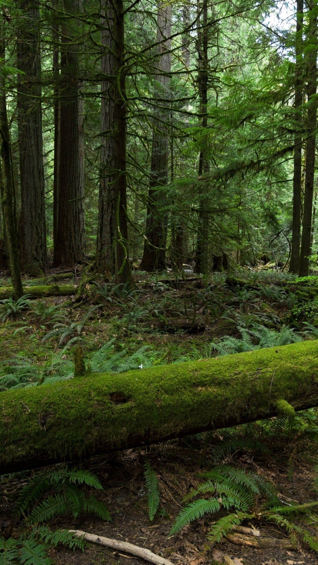 iPhone Forest Wallpapers Wallpaper Cave