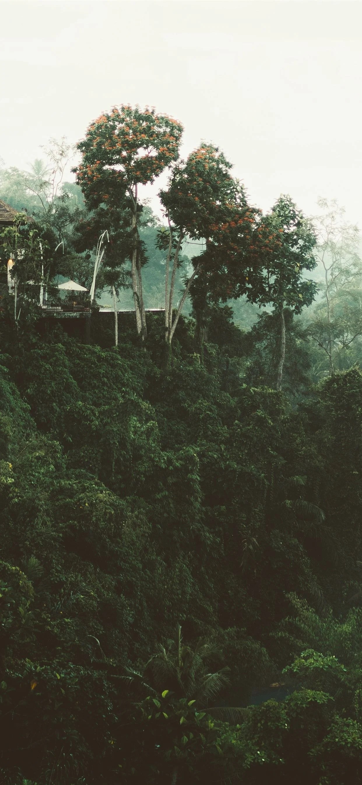 HD iPhone Jungle Wallpapers Wallpaper Cave