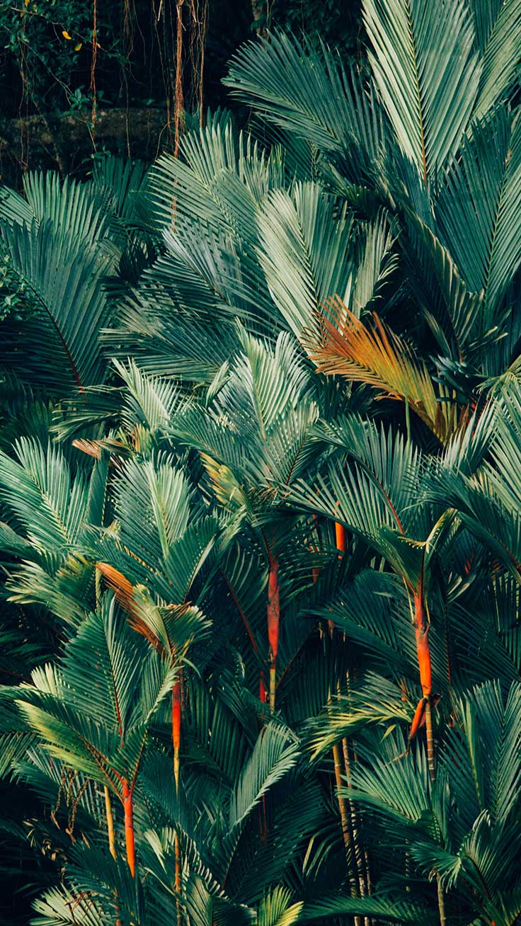 HD iPhone Jungle Wallpapers Wallpaper Cave