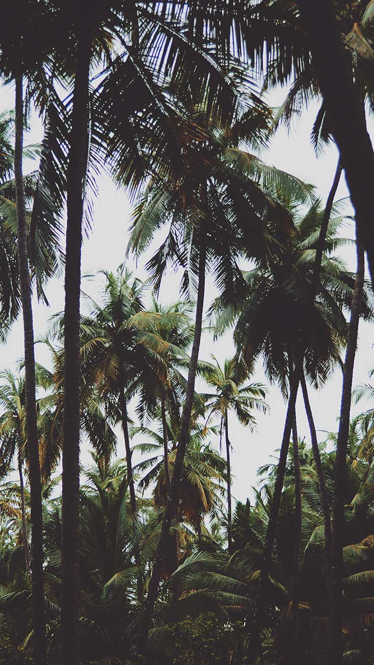 HD iPhone Jungle Wallpapers Wallpaper Cave