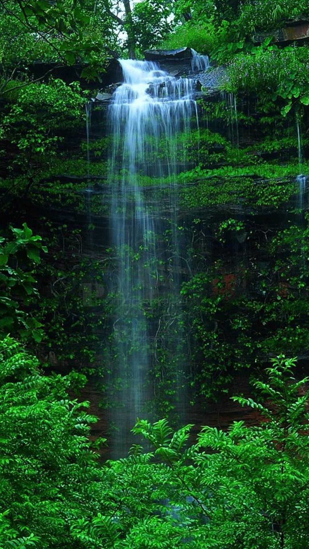 Smartphone Rainforest Wallpapers Wallpaper Cave