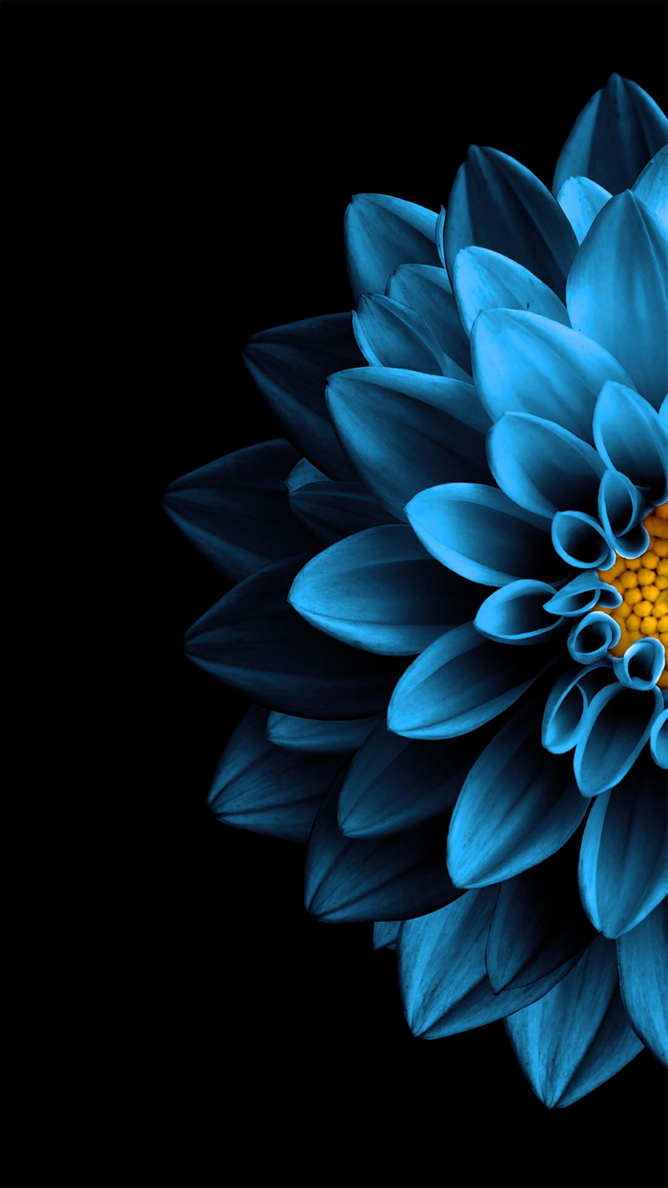 Amoled Flower HD Android Wallpapers Wallpaper Cave
