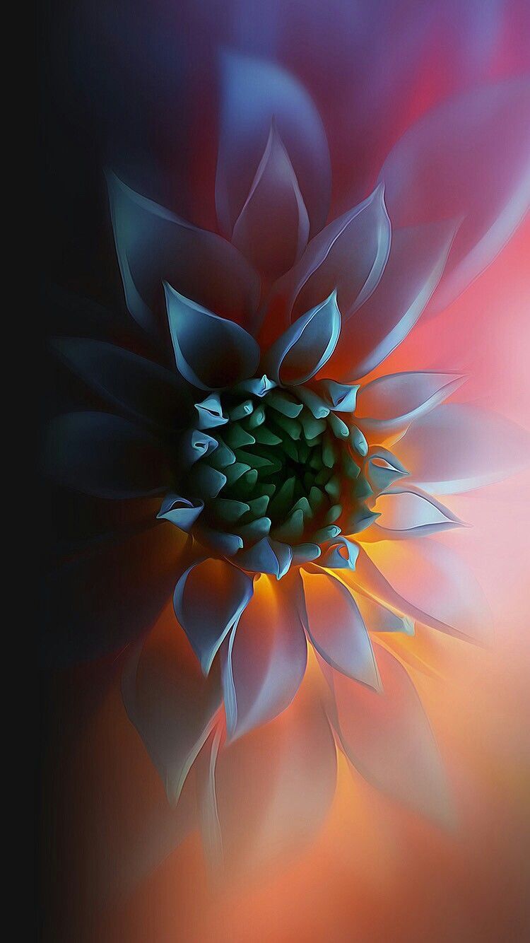 Amoled Flower HD Android Wallpapers Wallpaper Cave