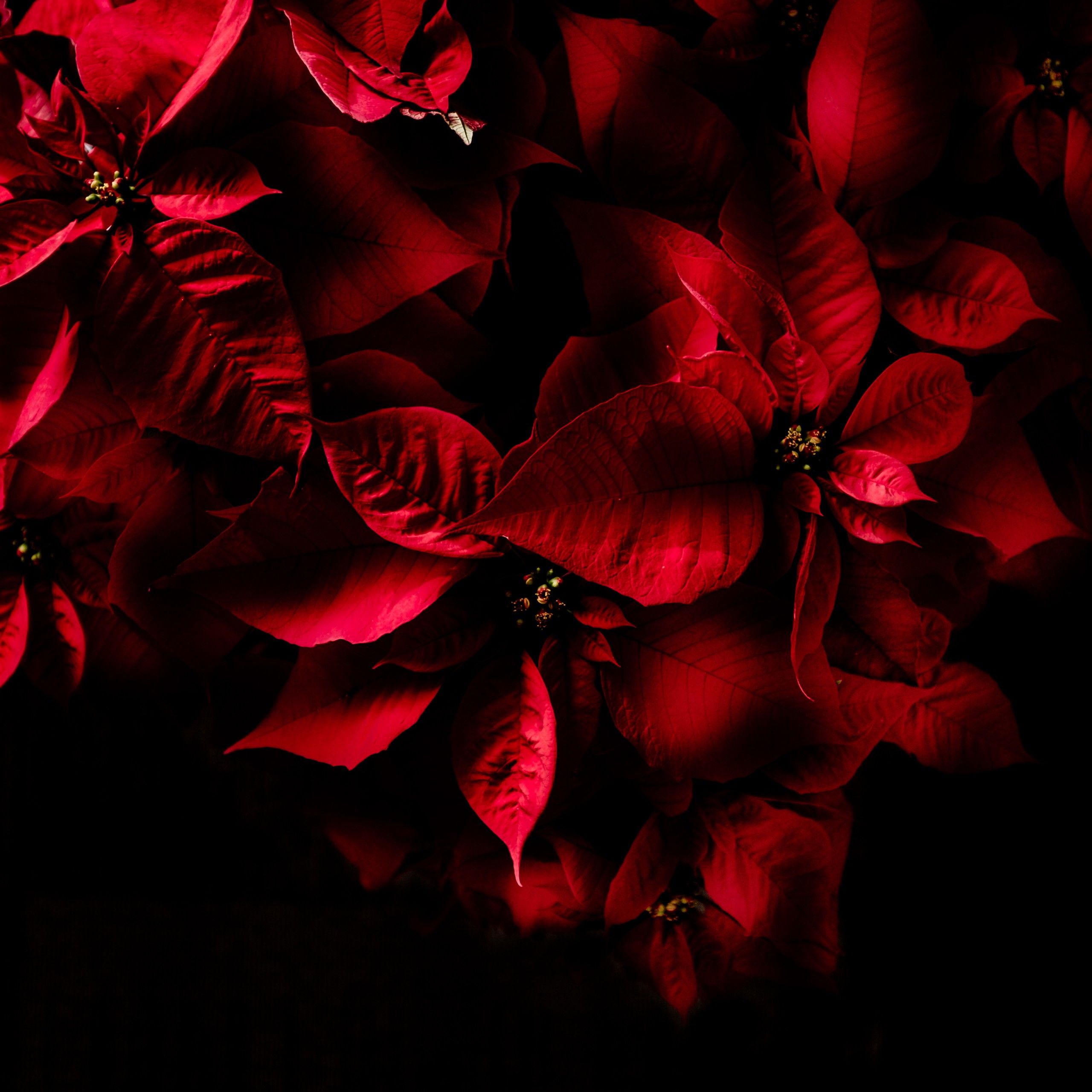 Amoled Black Flowers Wallpapers Wallpaper Cave