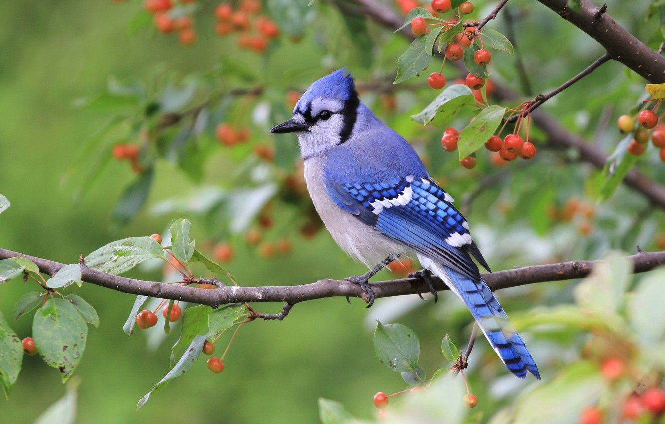 Blue Jay Desktop Wallpapers Wallpaper Cave