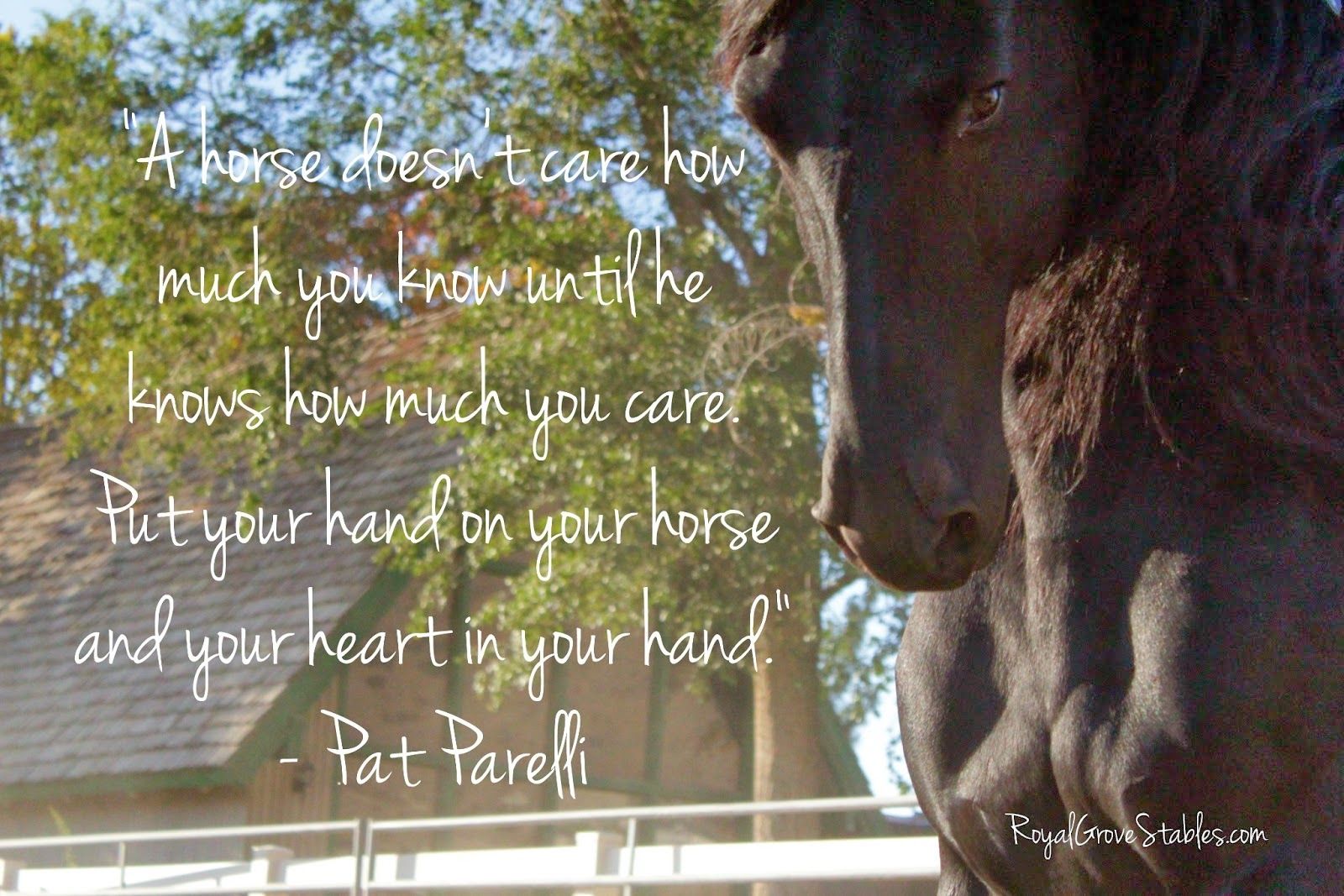 Horse Quotes Wallpapers Wallpaper Cave