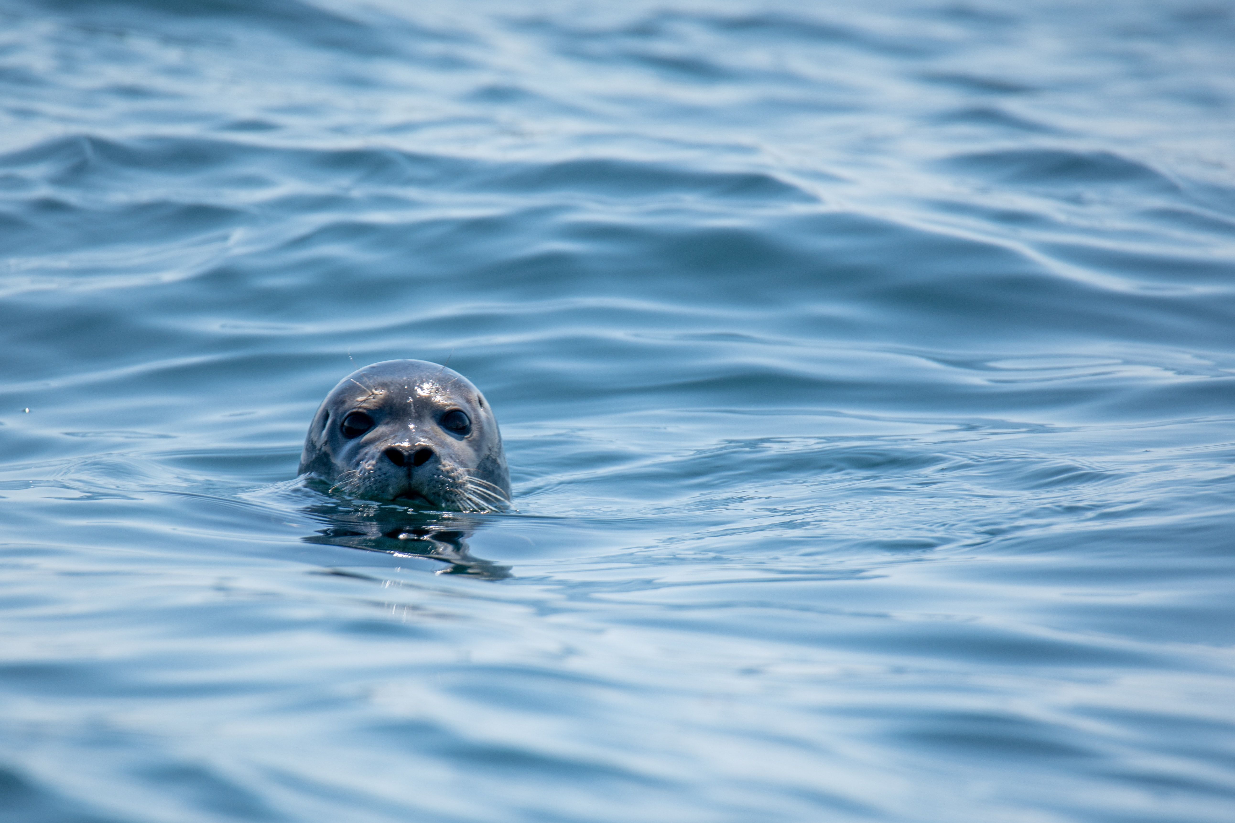 Harbor Seal Wallpapers Wallpaper Cave