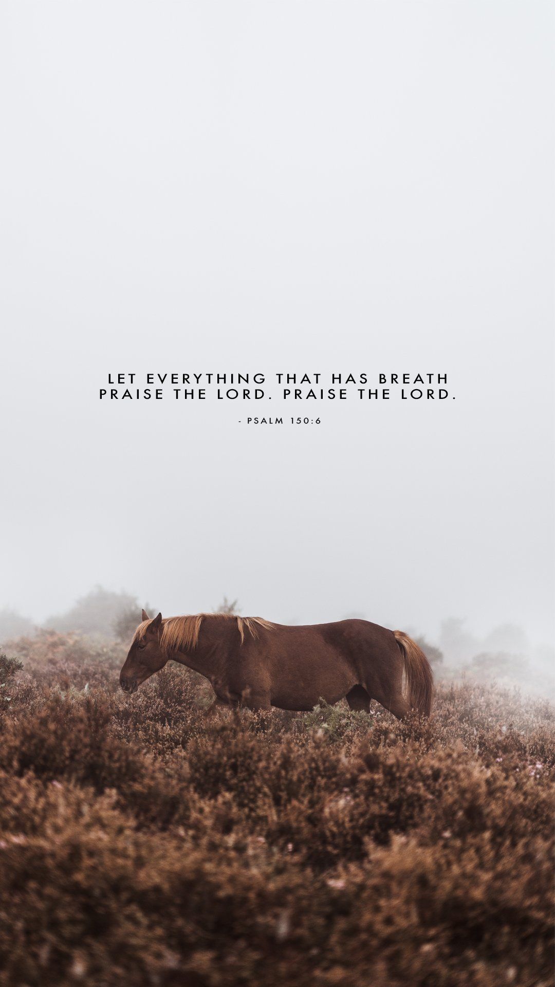 Horse Quotes Wallpapers Wallpaper Cave