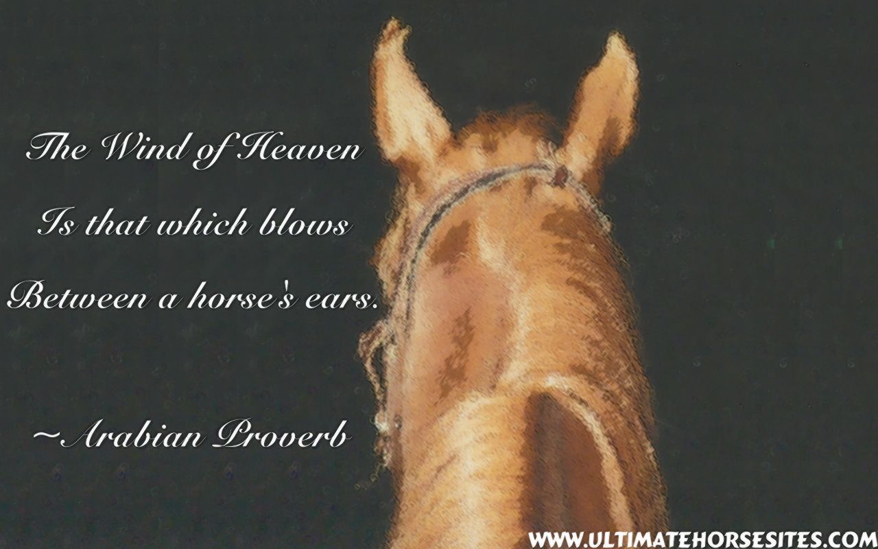 Horse Quotes Wallpapers Wallpaper Cave
