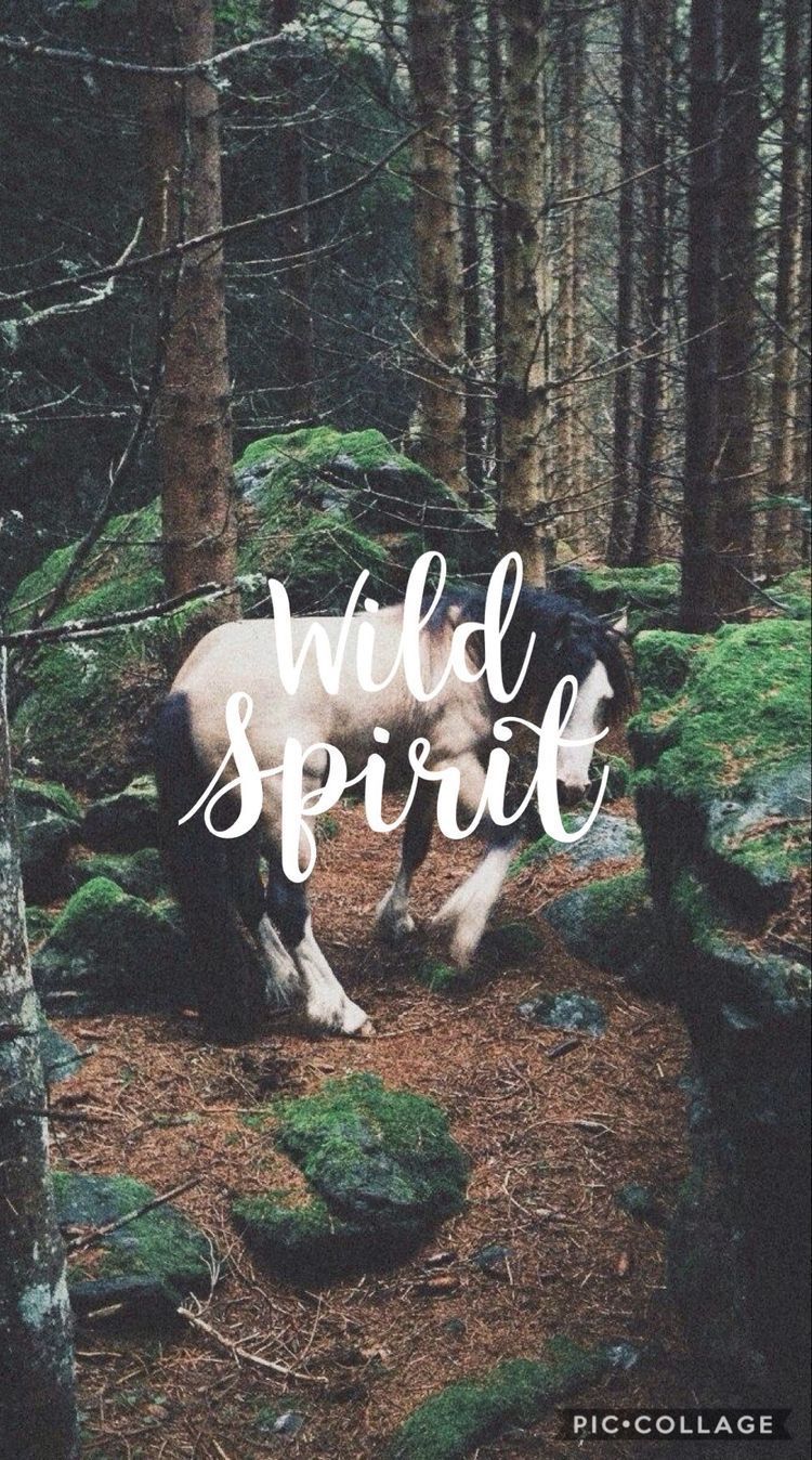 Horse Quotes Wallpapers Wallpaper Cave