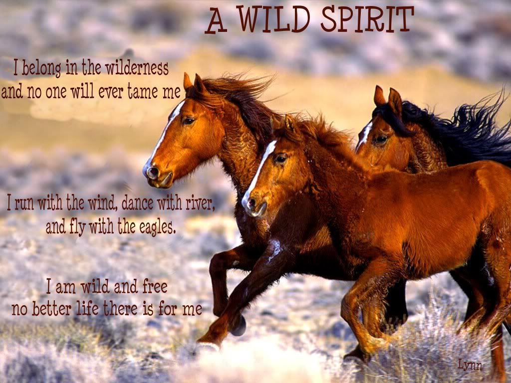 Horse Quotes Wallpapers Wallpaper Cave