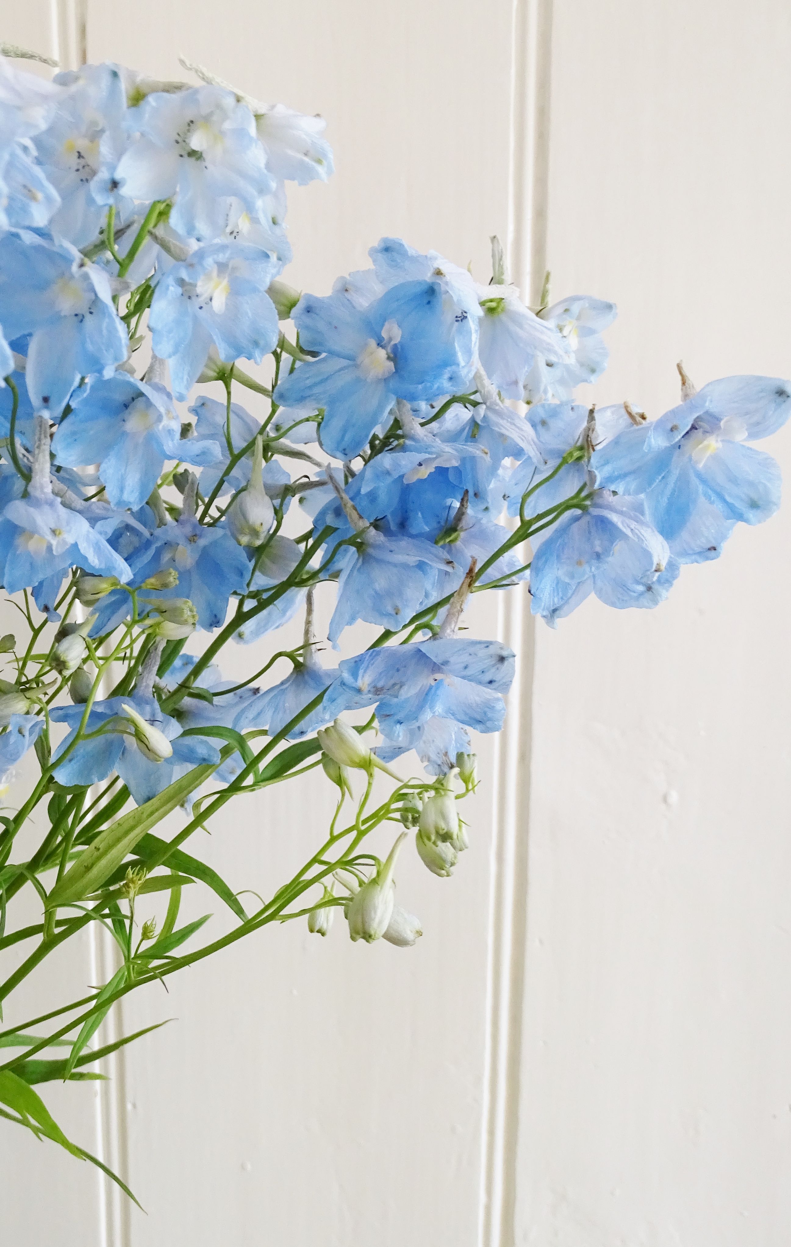 Light Blue Delphinium Wallpapers Wallpaper Cave