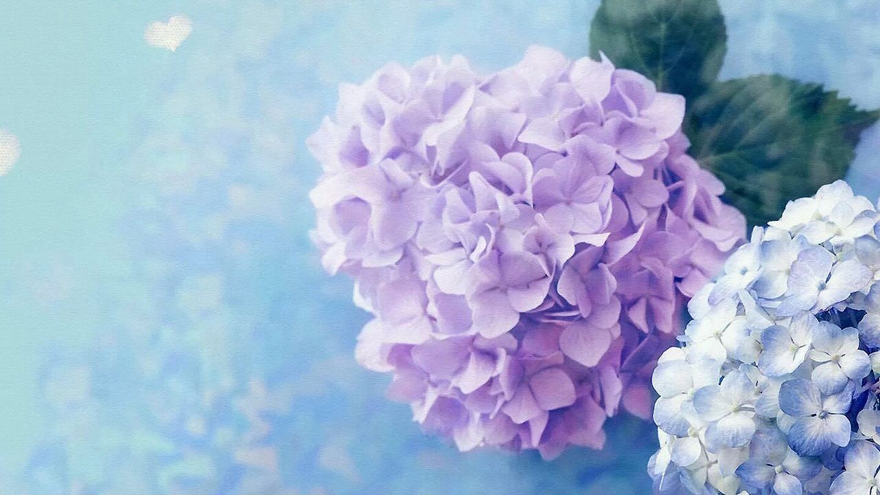 Hydrangea Computer Wallpapers Wallpaper Cave