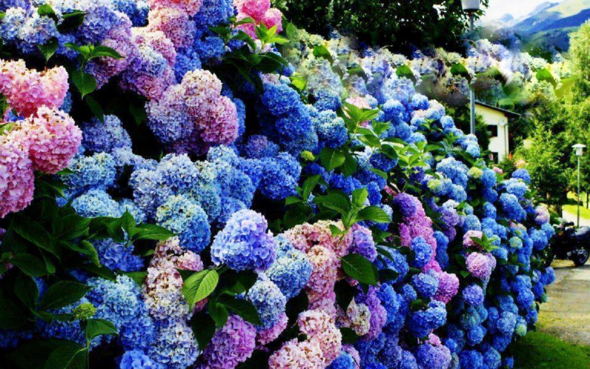 Hydrangea Computer Wallpapers Wallpaper Cave