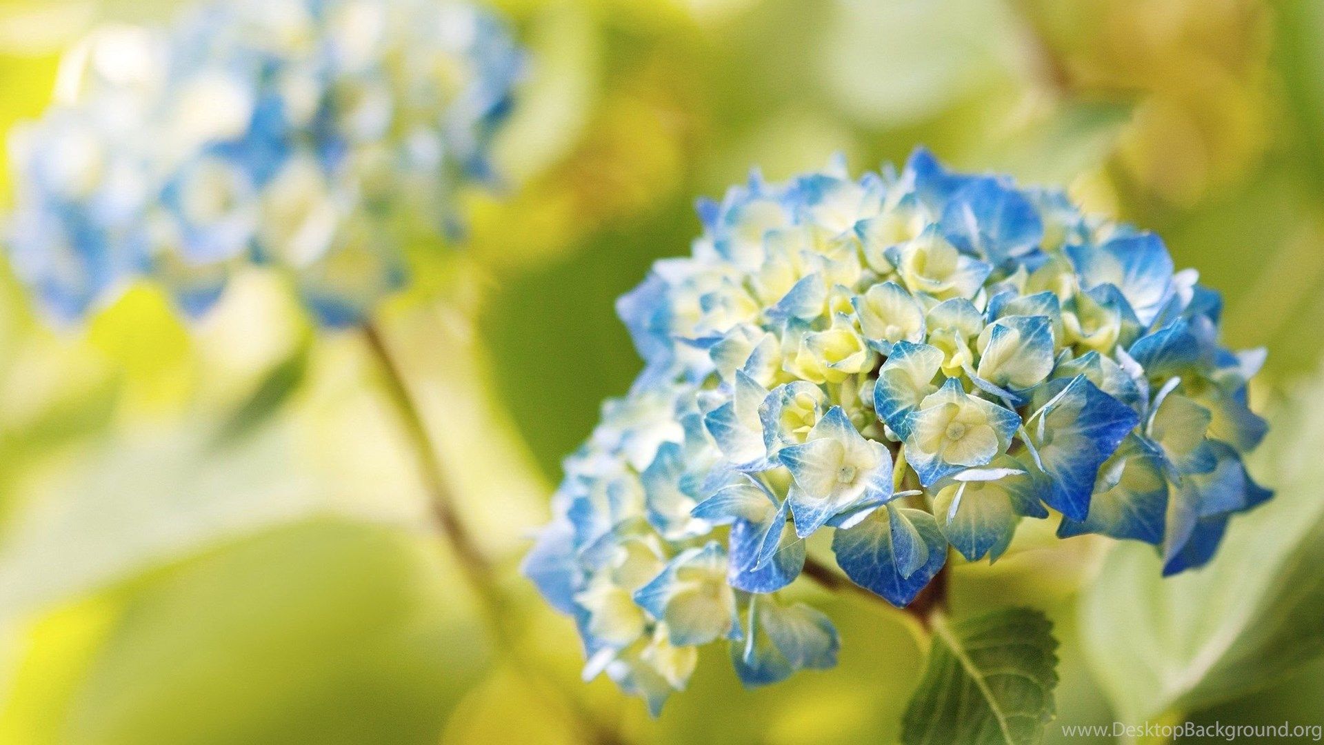 Hydrangea Computer Wallpapers Wallpaper Cave